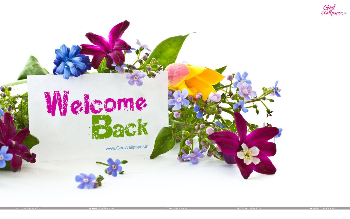 Welcome Back, purple blue, yellow flowers, HD Desktop Wallpaper