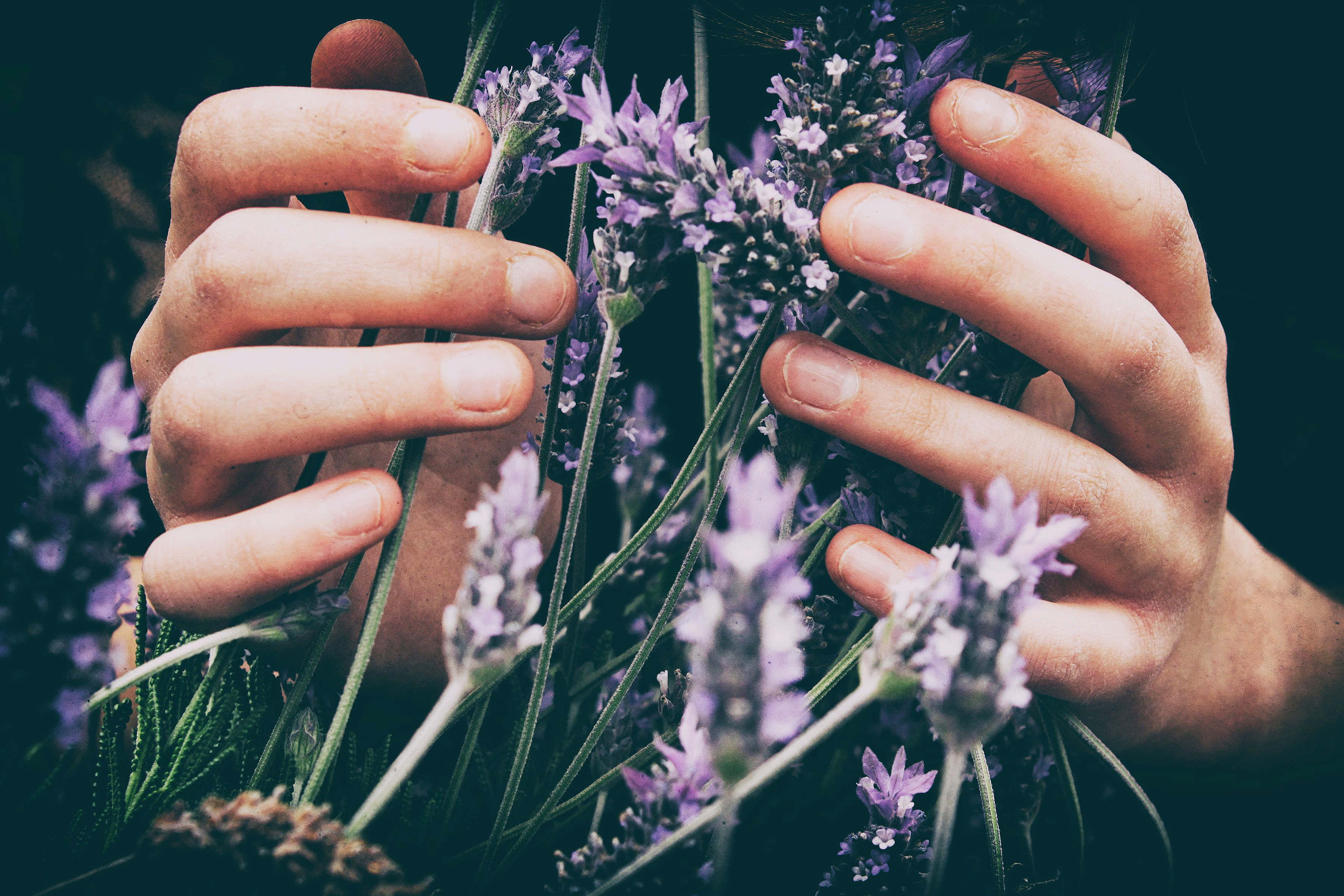 purple lavender flowers, dark background, hands, 2K Desktop Wallpaper