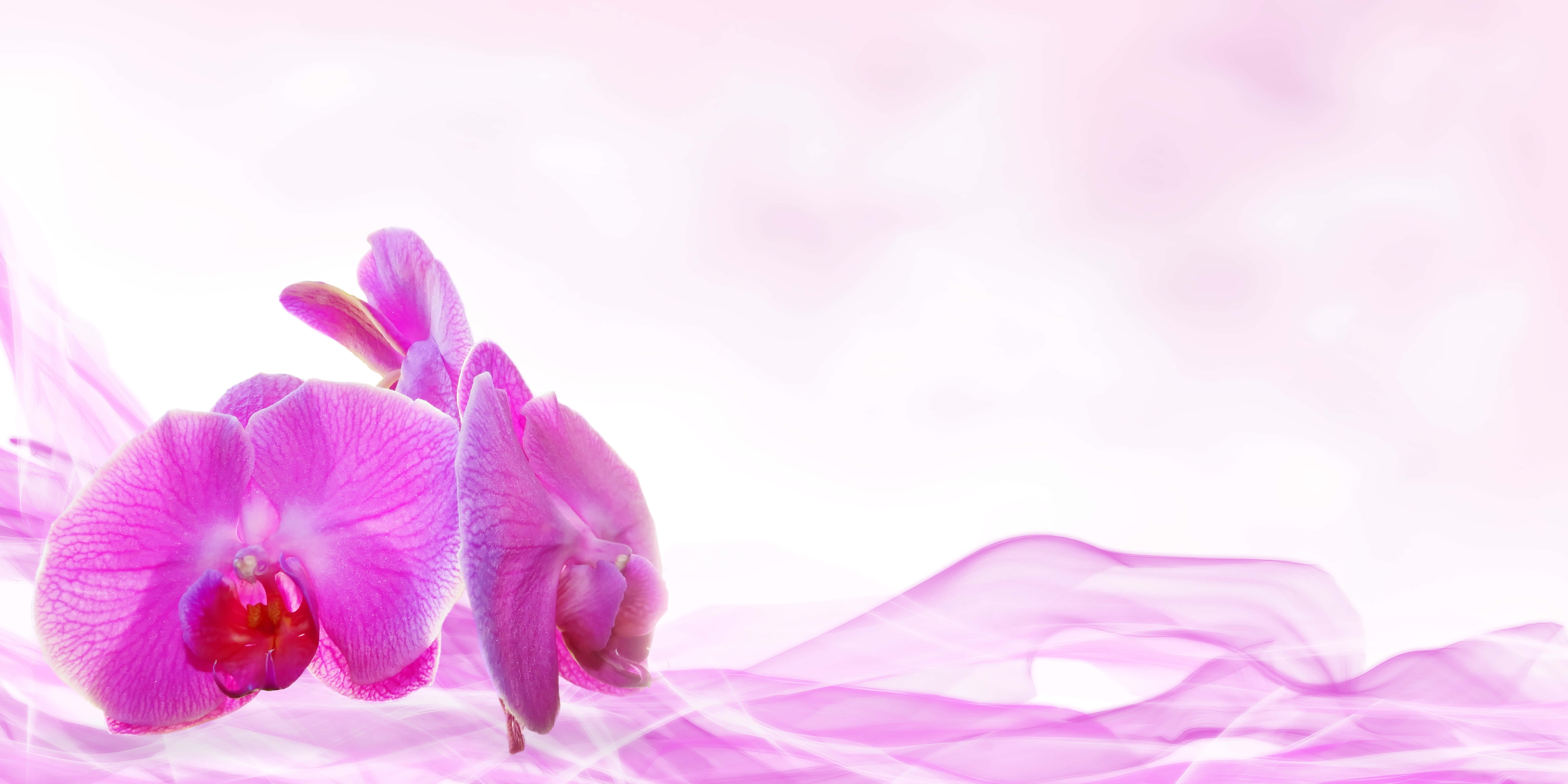 pink orchids, pastel pink, white ethereal background, 5K Desktop Wallpaper