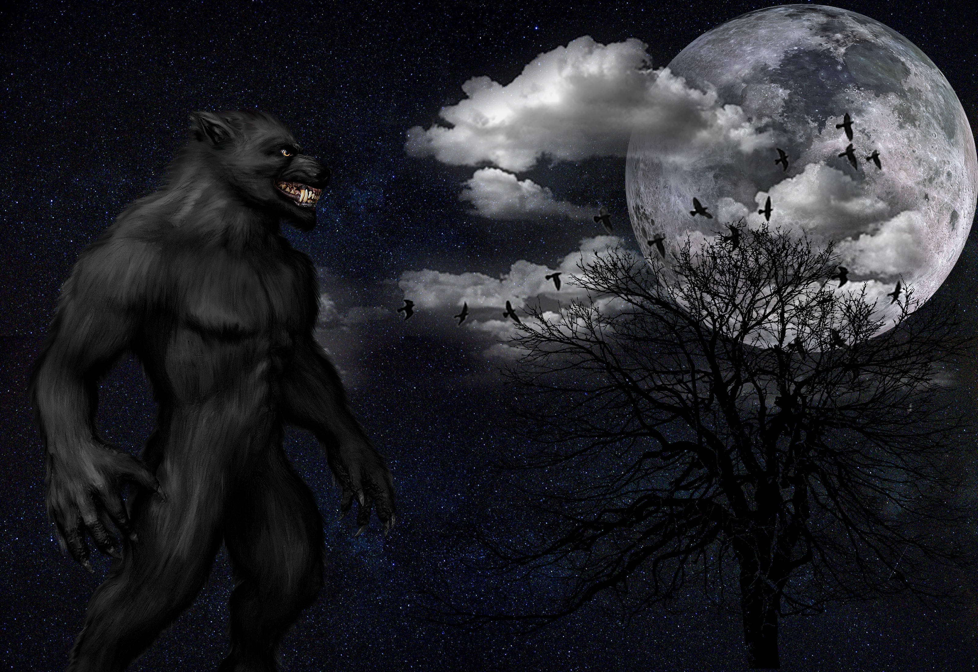 werewolf, full moon, crows, 2K Desktop Wallpaper