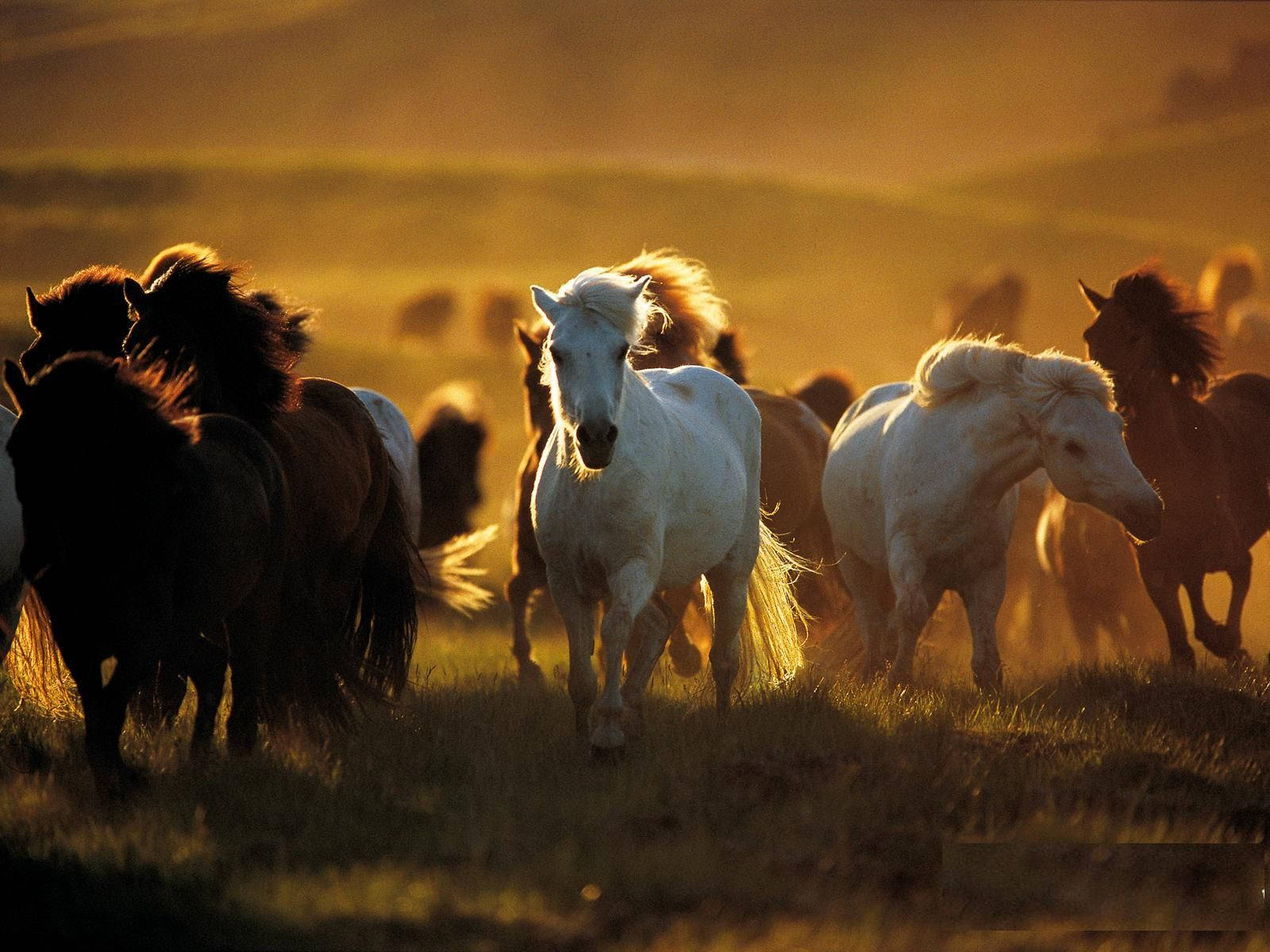 Country Western, wild horses, golden grassy plain, HD Desktop Wallpaper