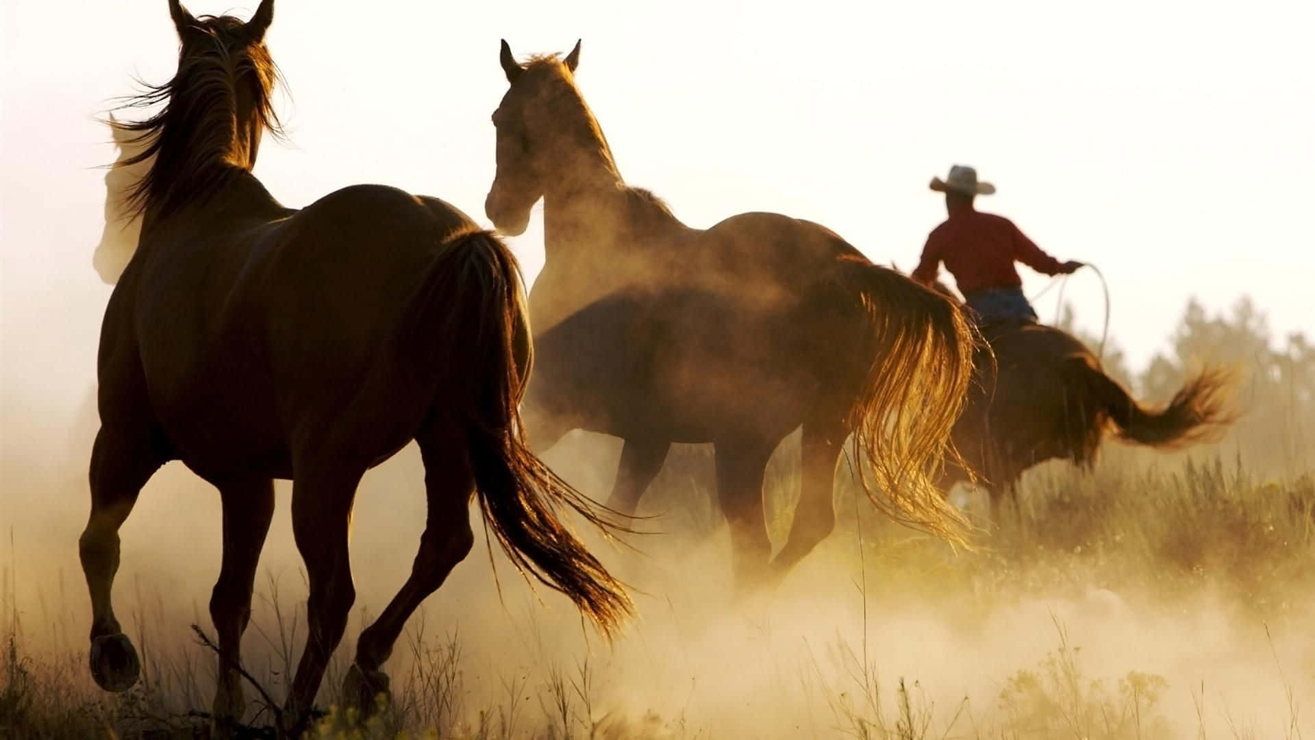 cowboy, horseback, dusty grassland, Full HD Desktop Wallpaper