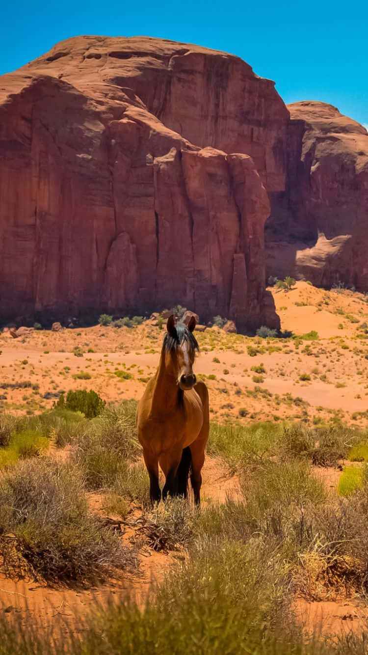 Western Cowboy iPhone, brown horse, sunlit desert canyon, HD Phone Wallpaper