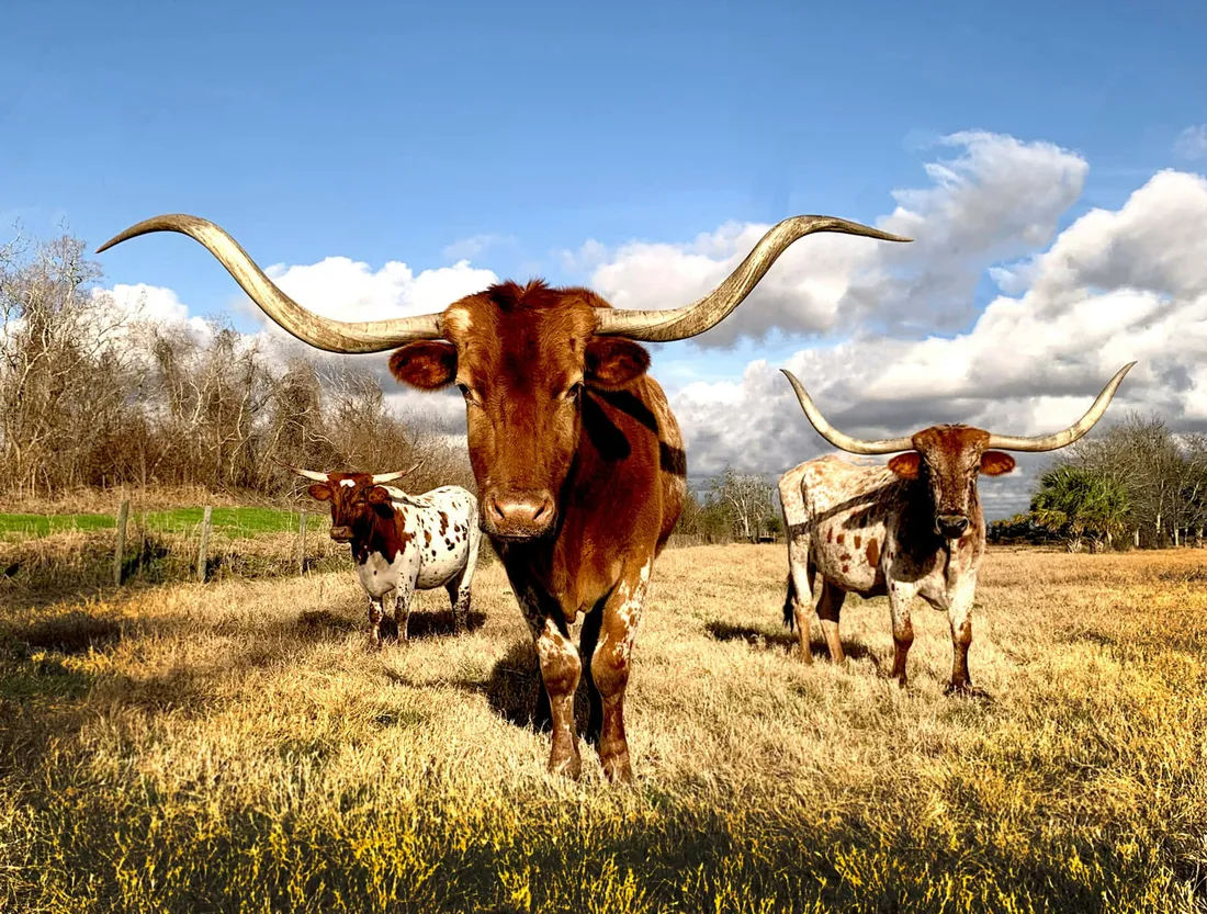 Western Longhorn Aesthetic