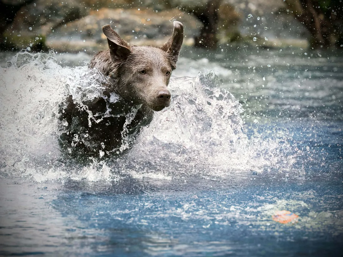 Wet Dog