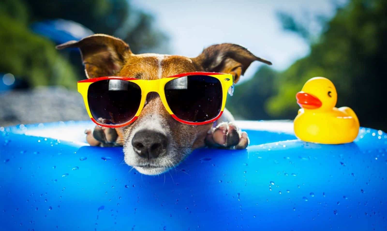 brown dog, bright yellow sunglasses, blue inflatable pool, HD Desktop Wallpaper
