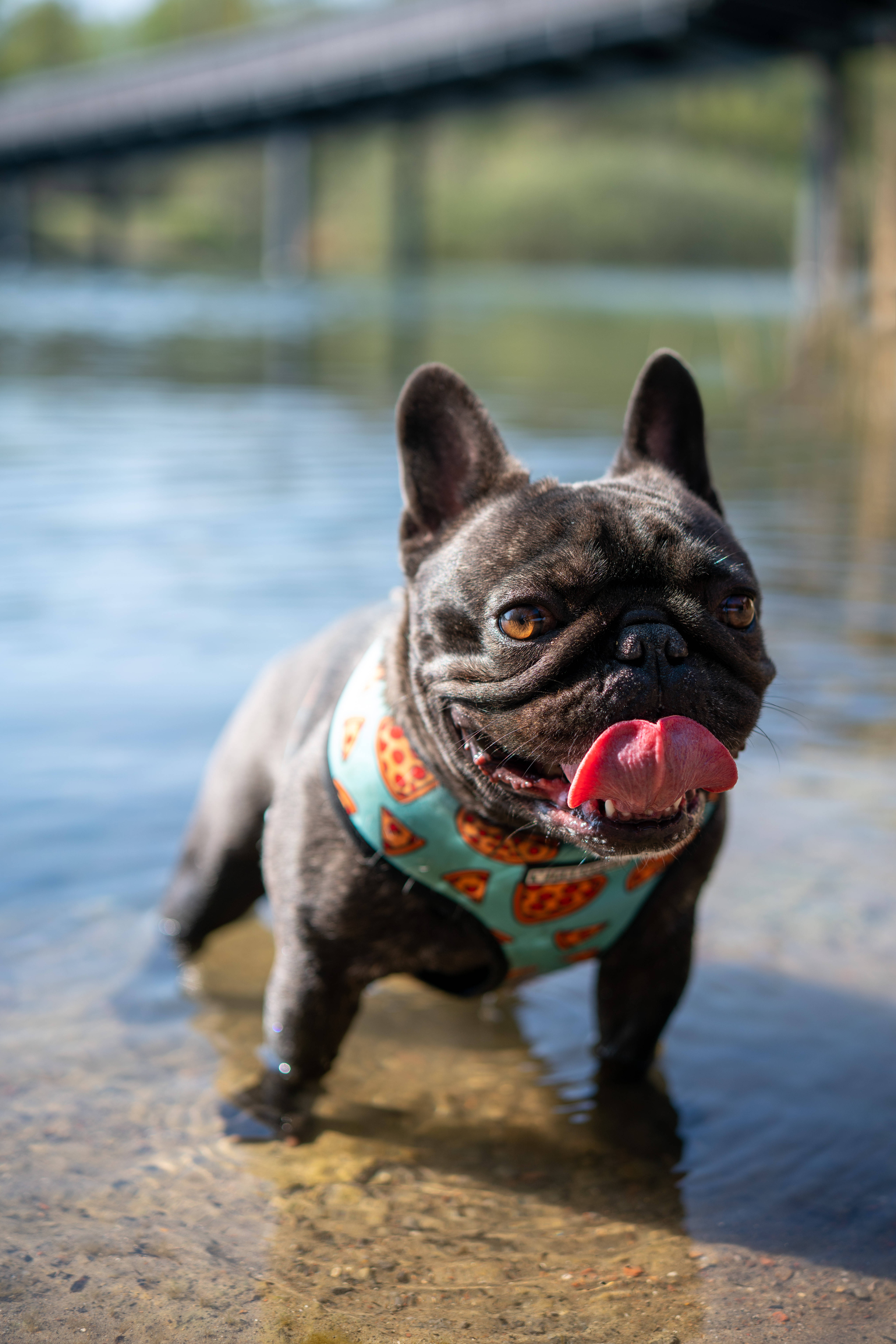 French bulldog, pizza-patterned vest, shallow water, 8K Phone Wallpaper