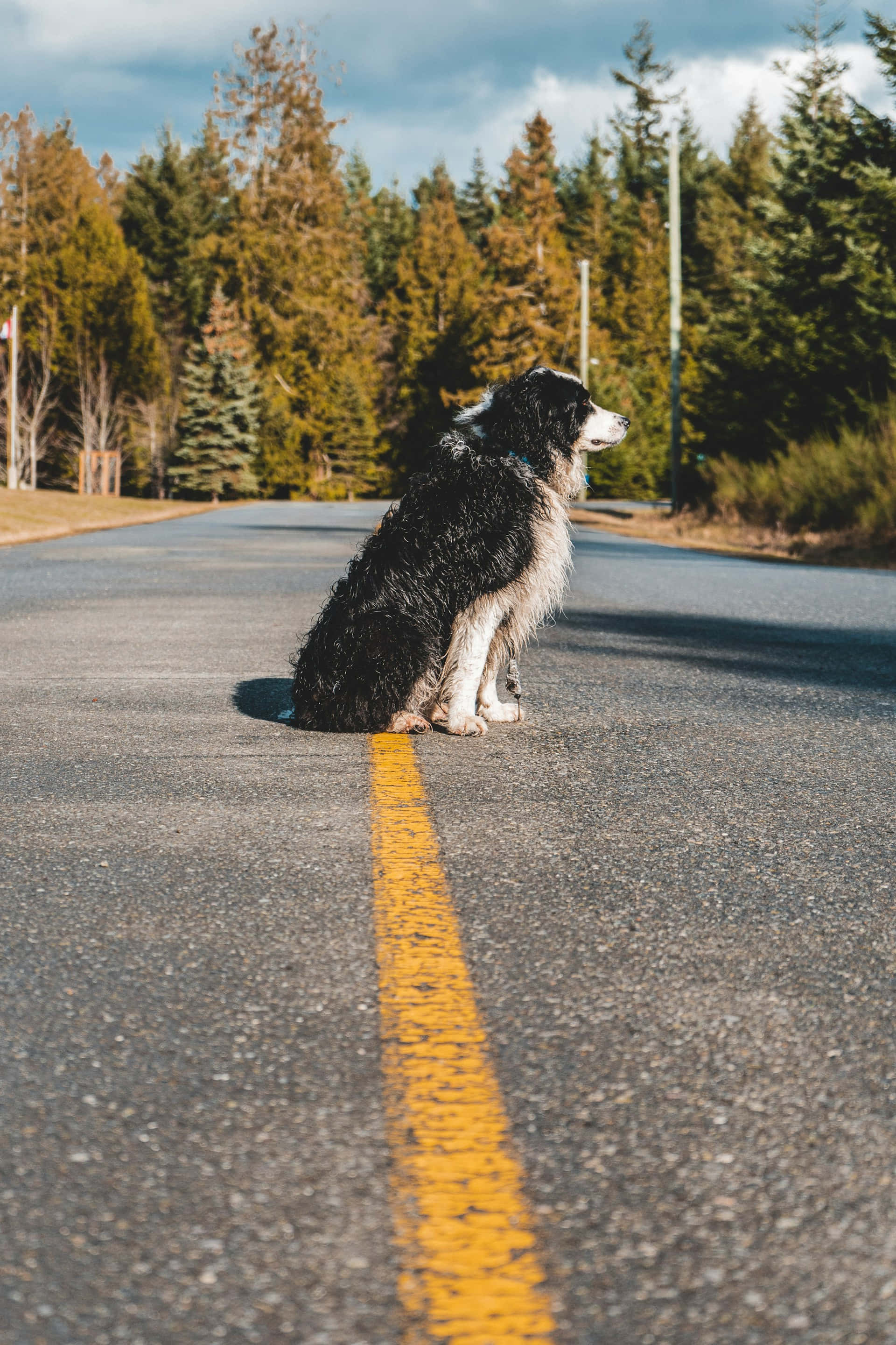black and white dog, paved road, yellow center line, 2K Phone Wallpaper