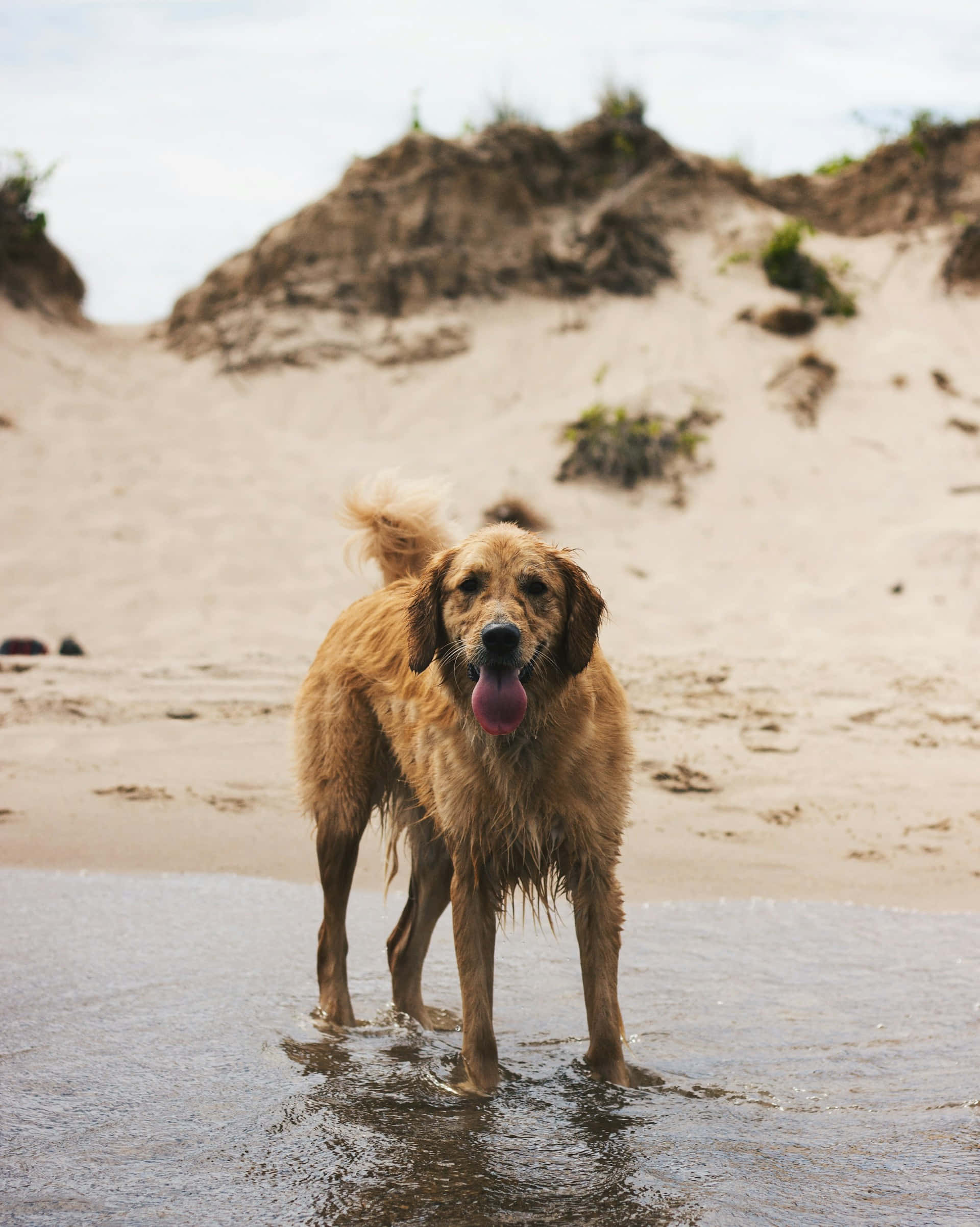 golden retriever, shallow water, sandy beach, Full HD Phone Wallpaper