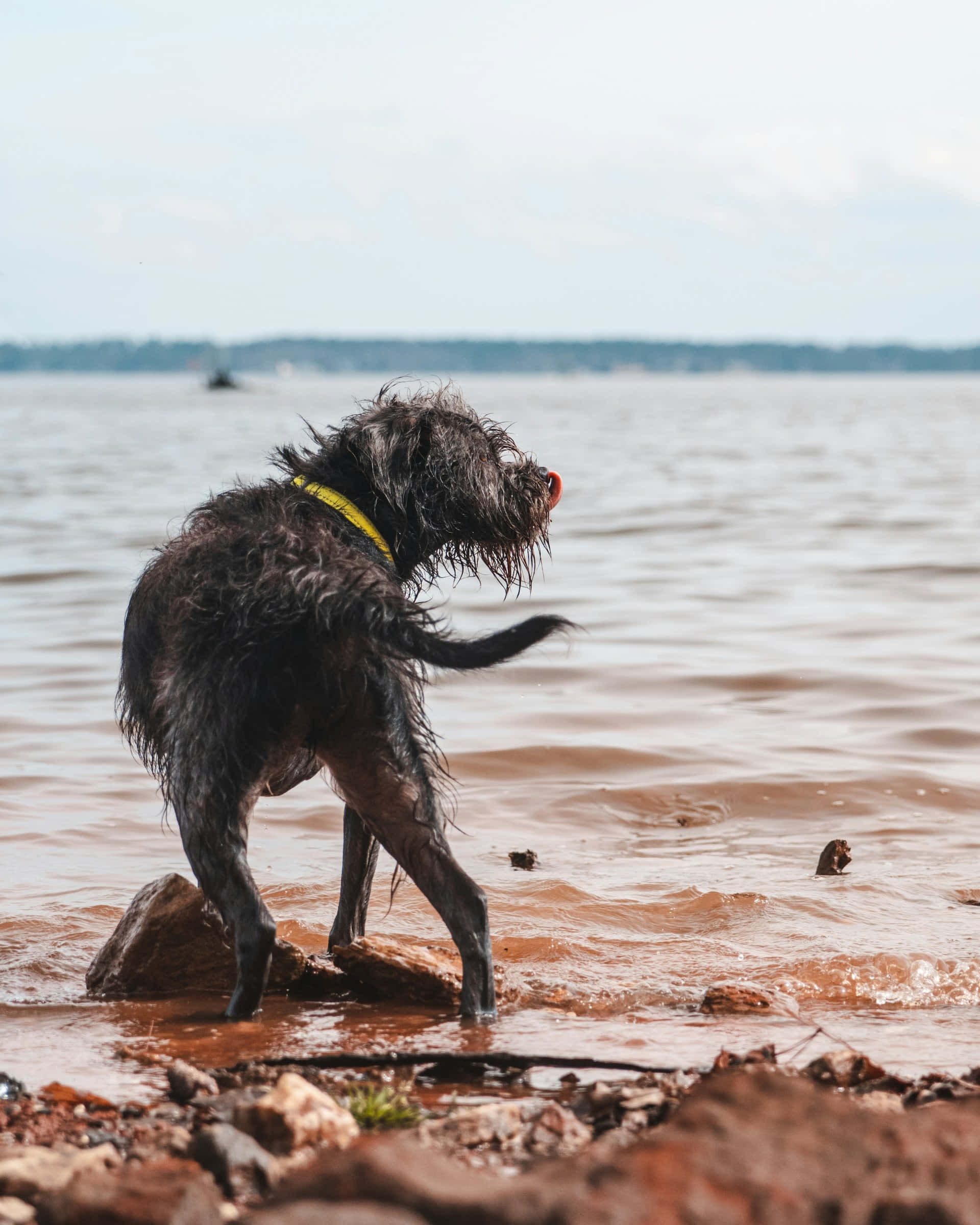 wet dog, black dog, yellow collar, Full HD Phone Wallpaper