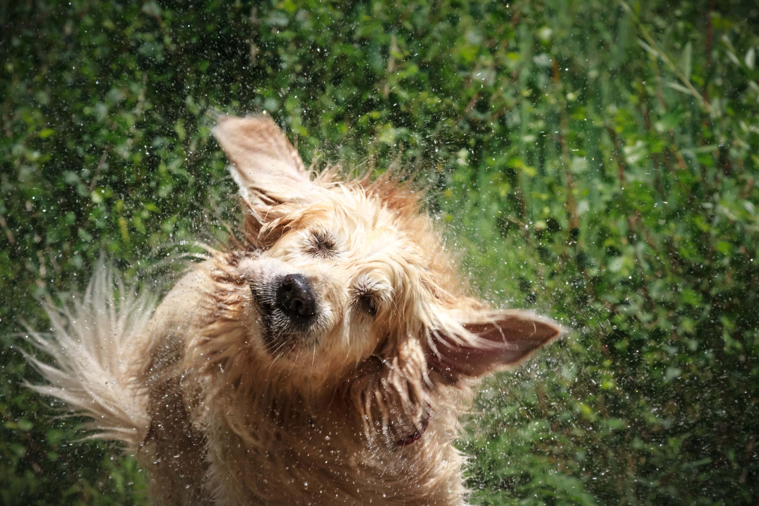 golden retriever, sunlit forest, droplets, 2K Desktop Wallpaper