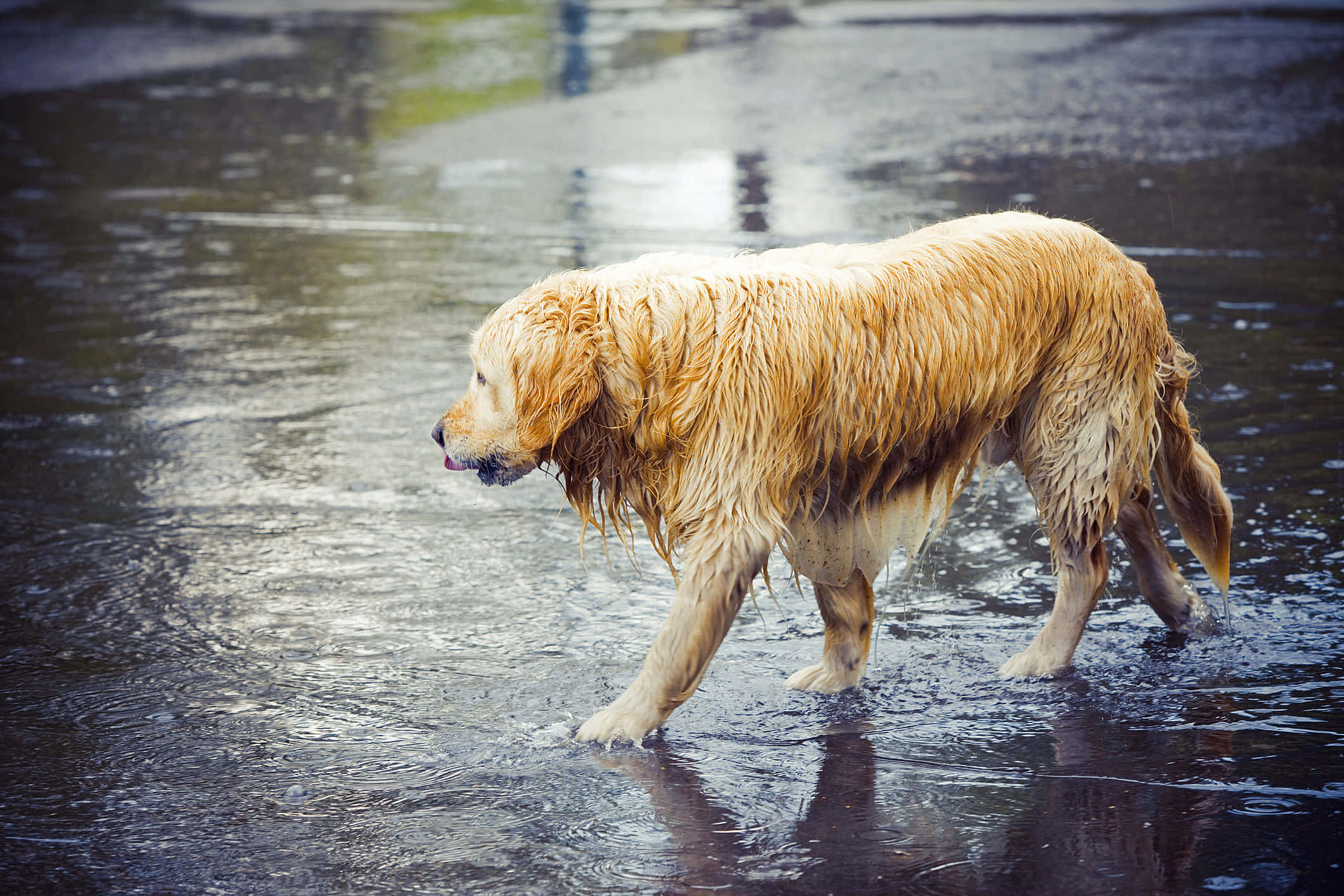 golden retriever, wet fur, shallow water, Full HD Desktop Wallpaper