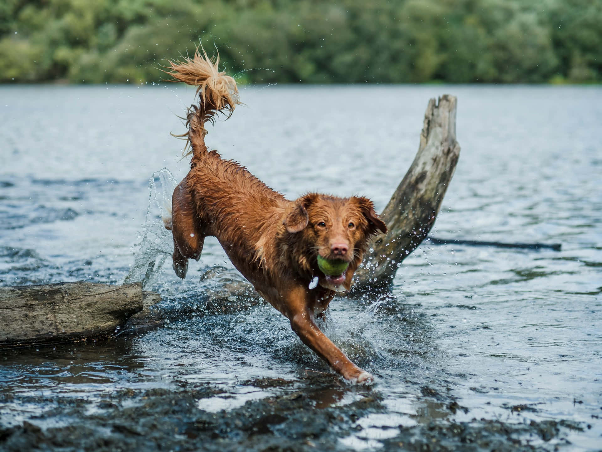 wet brown dog, shallow water, green ball, Full HD Desktop Wallpaper