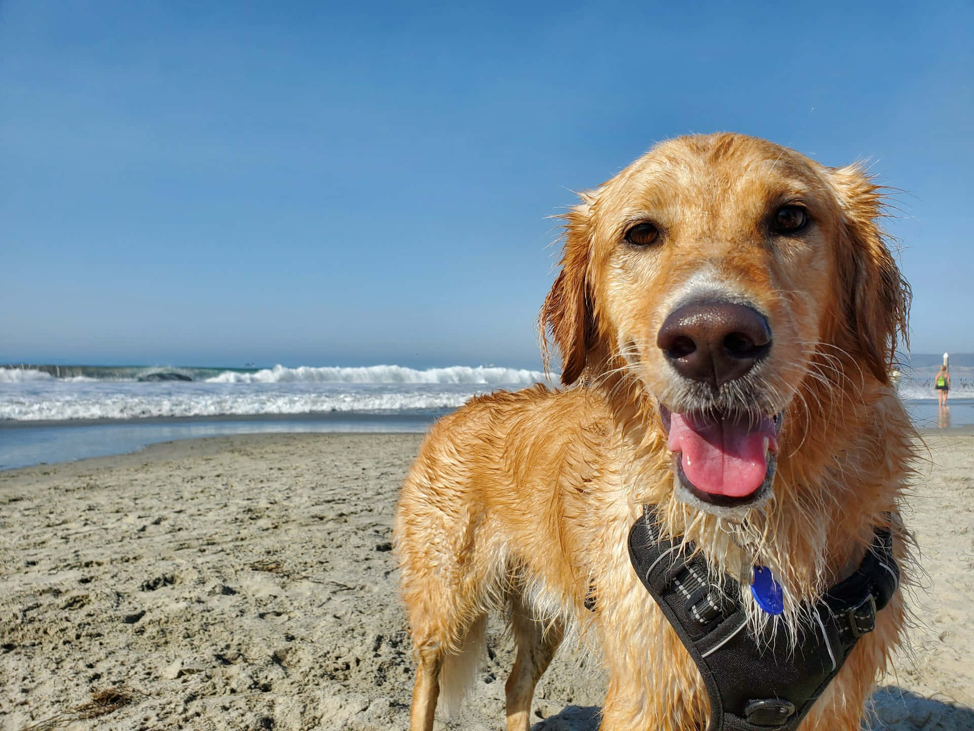 golden retriever, black harness, sandy beach, Full HD Desktop Wallpaper