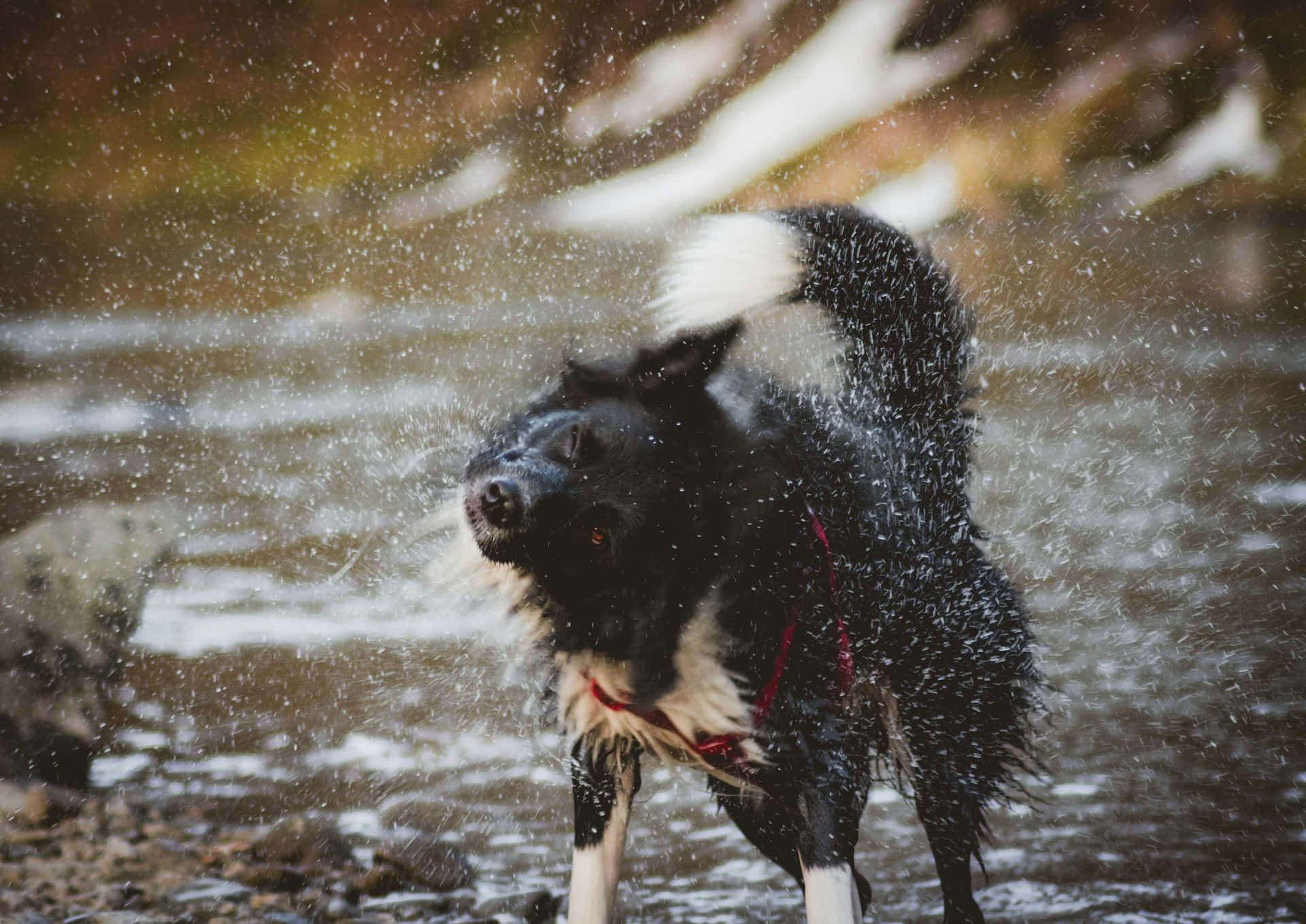black dog, shallow stream, snow patches, Full HD Desktop Wallpaper