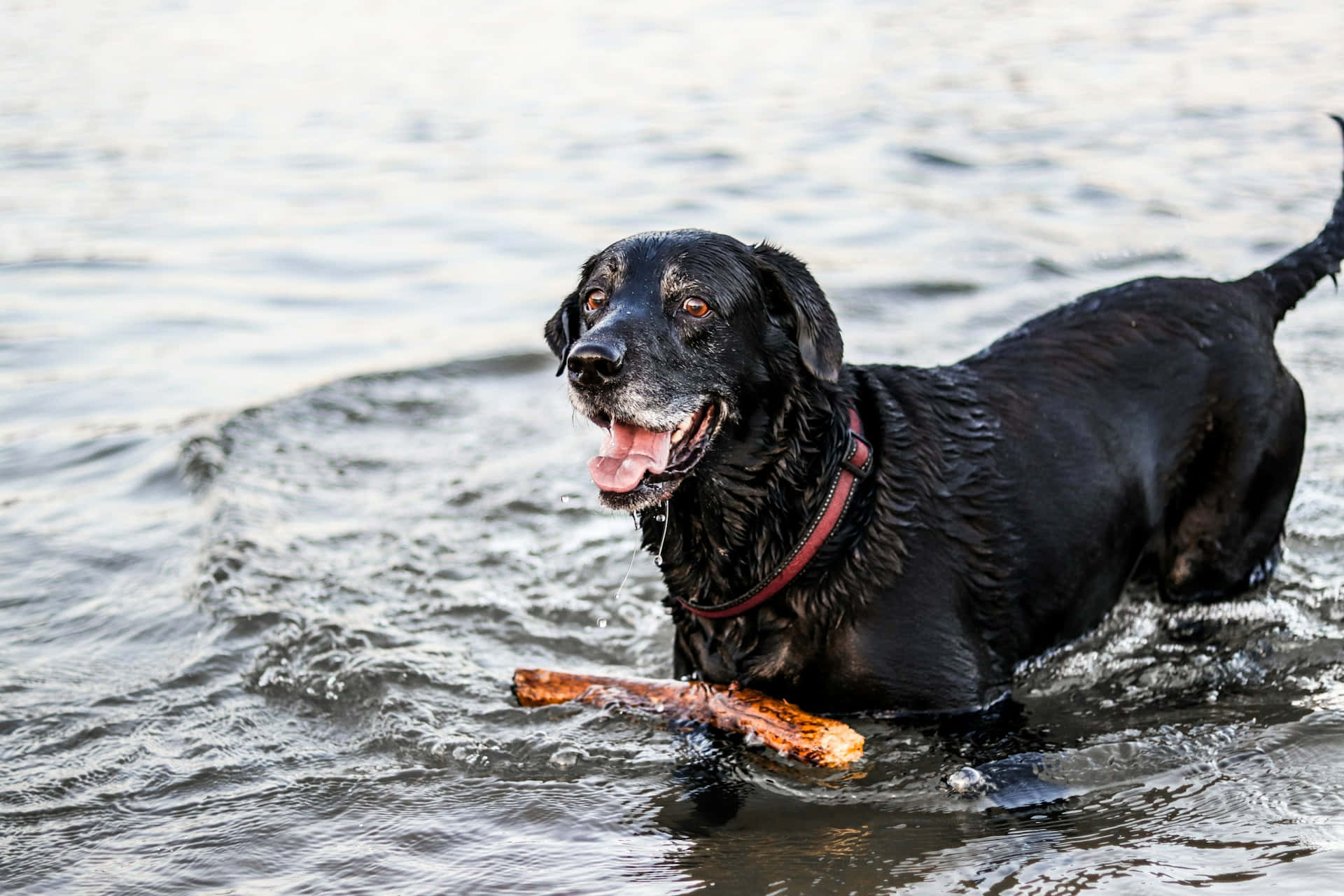 black dog, red collar, shallow water, Full HD Desktop Wallpaper