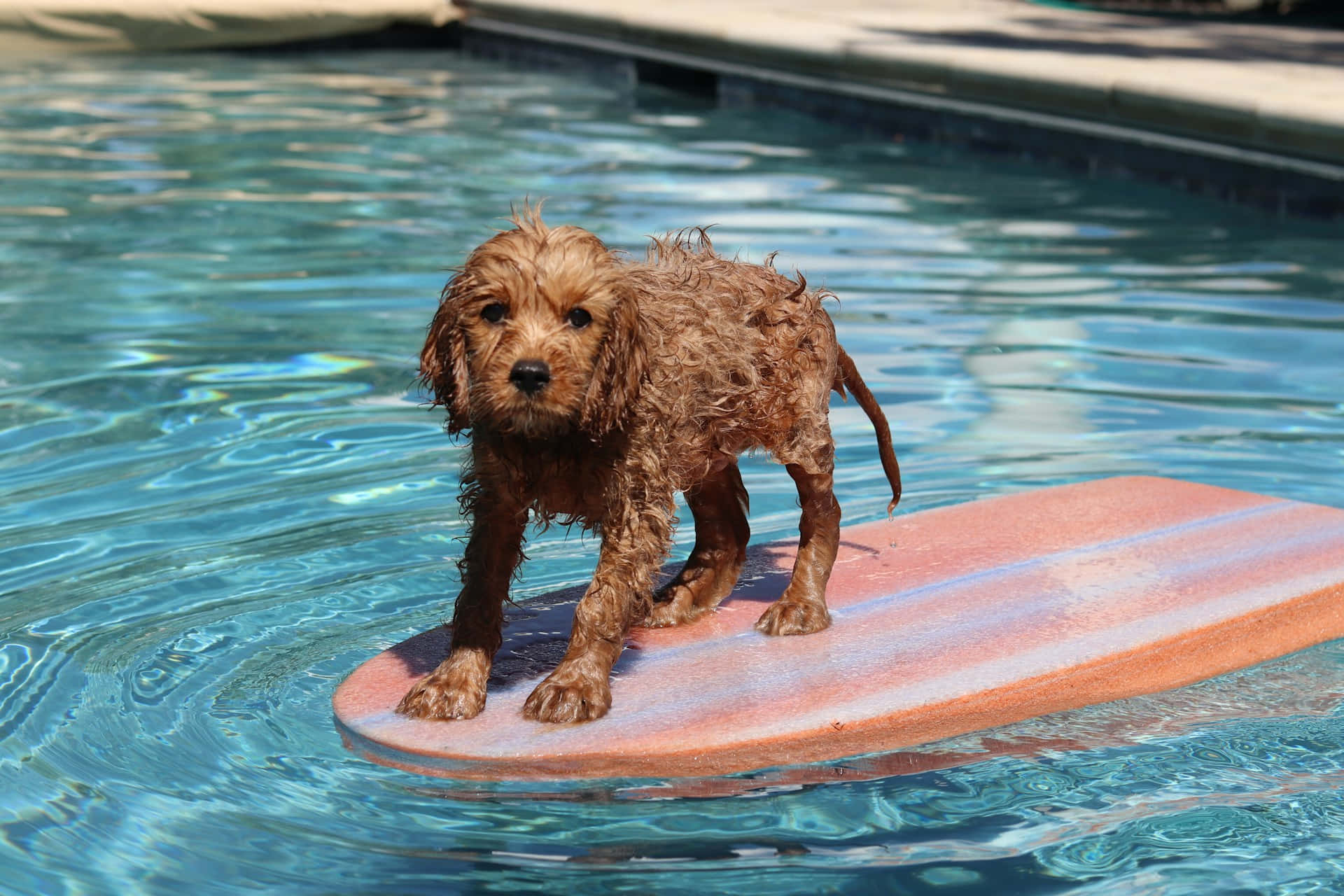Wet Dog, foam board, pink surfboard, Full HD Desktop Wallpaper