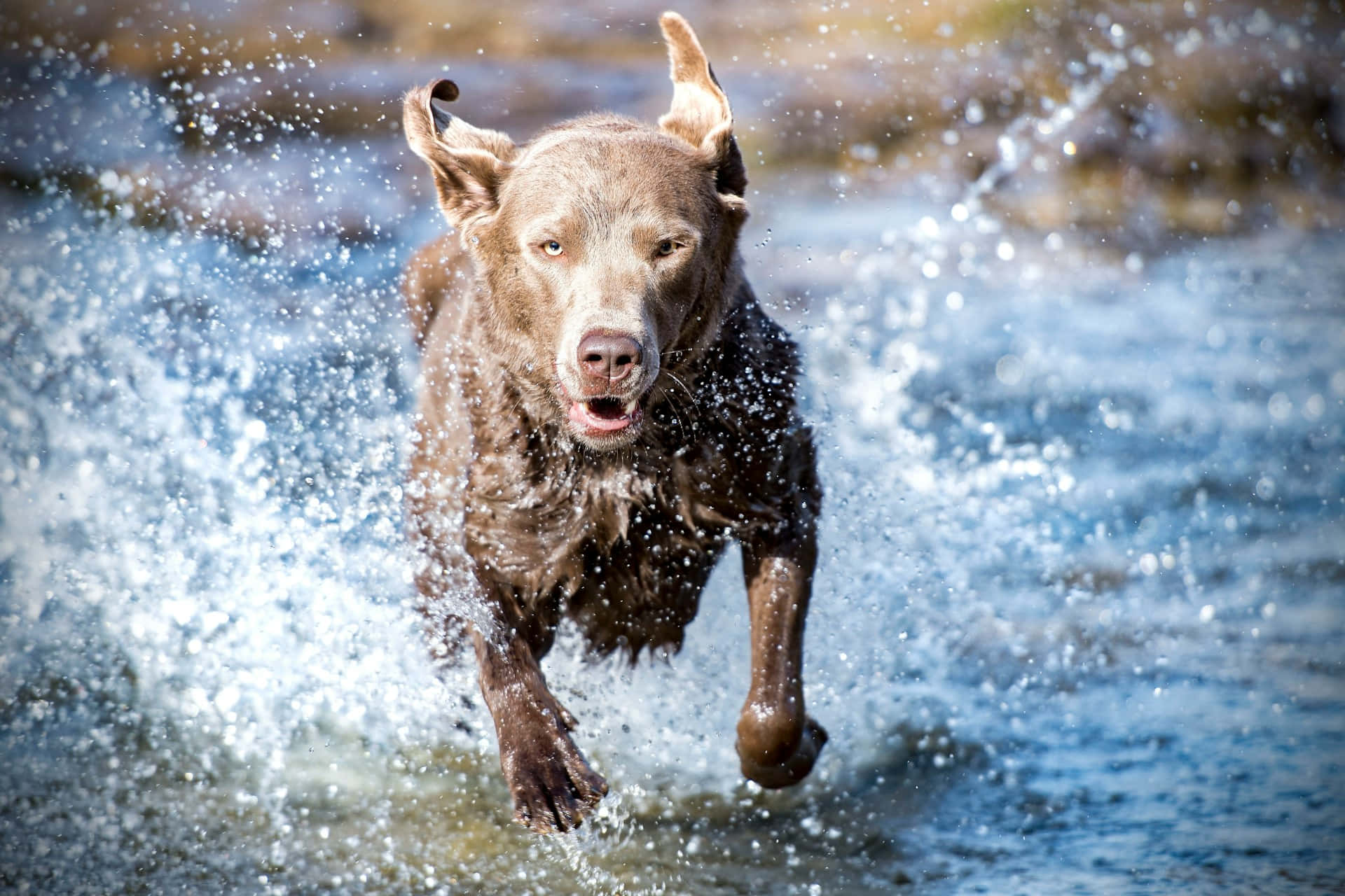 chocolate labrador, rushing water, dynamic splash, Full HD Desktop Wallpaper