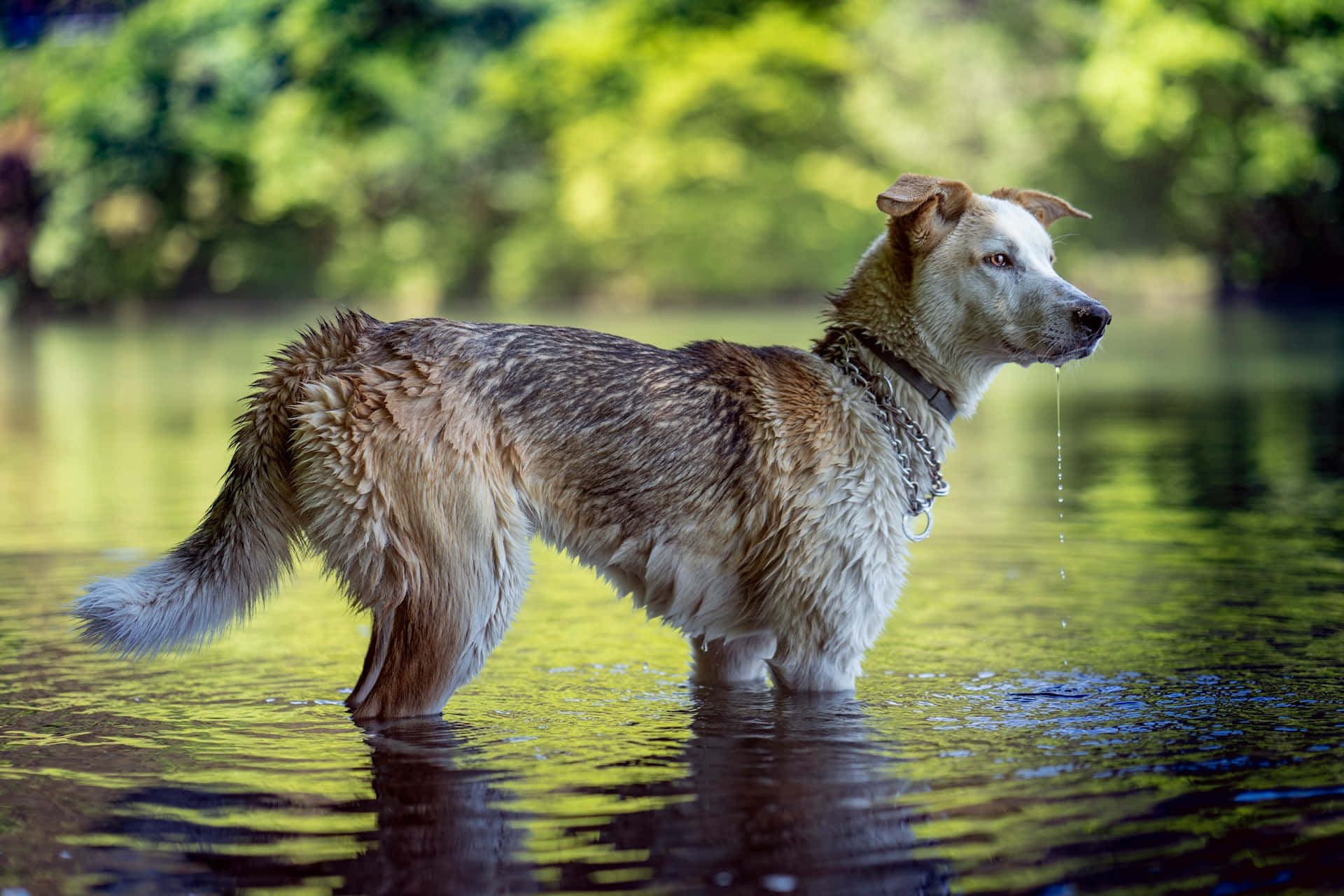 Wet Dog, brown and white, shallow green water, Full HD Desktop Wallpaper