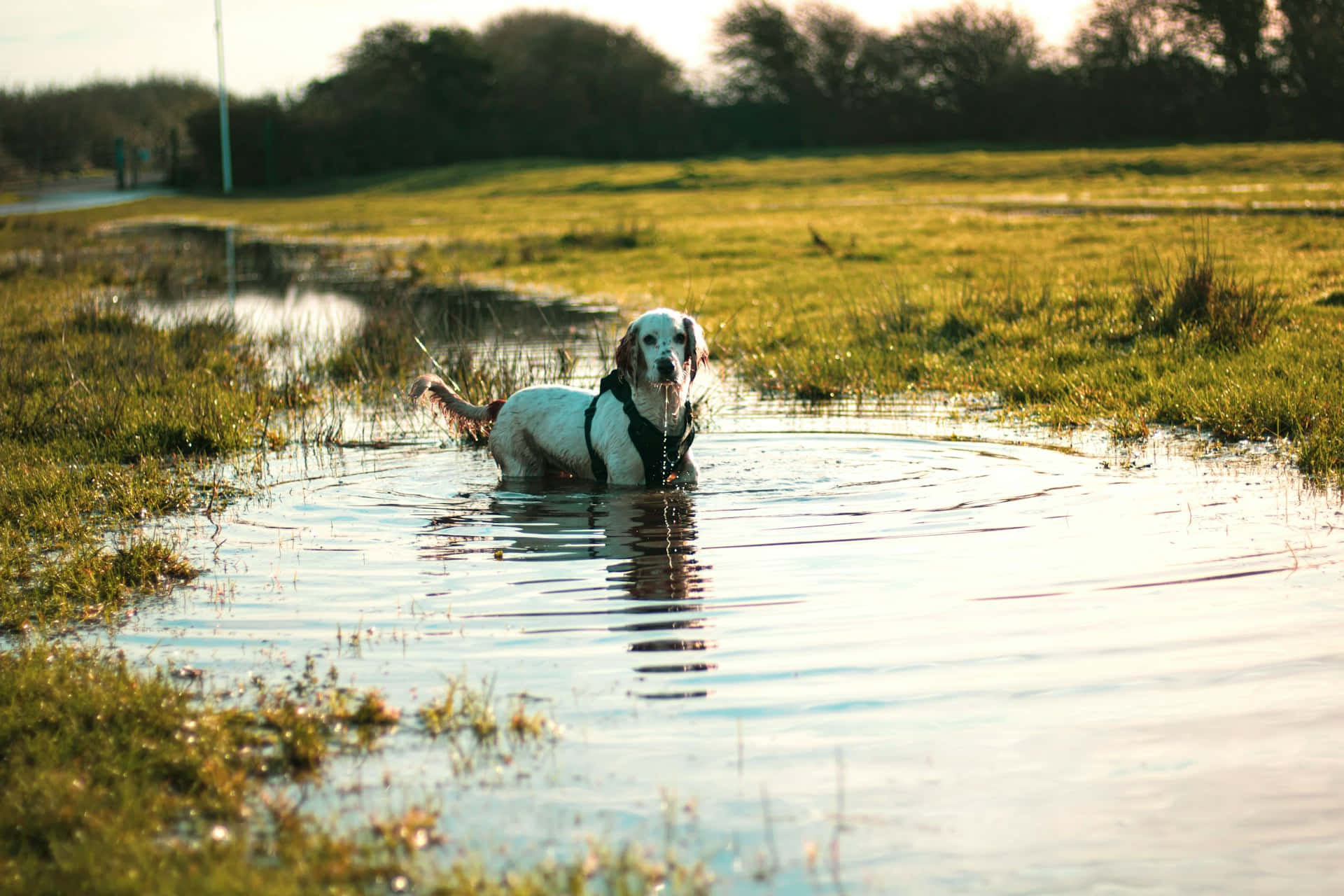 Wet Dog, white dog, brown spots, Full HD Desktop Wallpaper