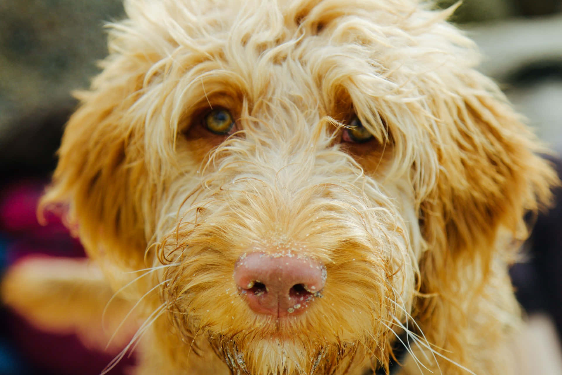 wet golden doodle dog, sandy fur, pink nose, Full HD Desktop Wallpaper