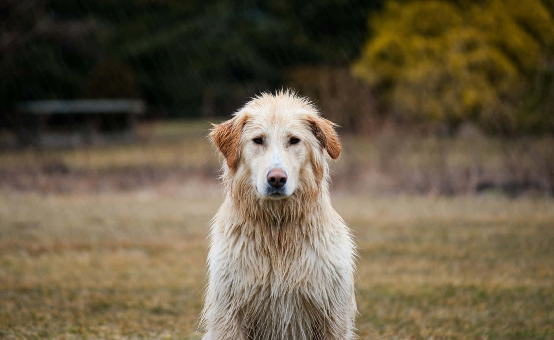 golden retriever, grassy field, autumn trees, Full HD Desktop Wallpaper