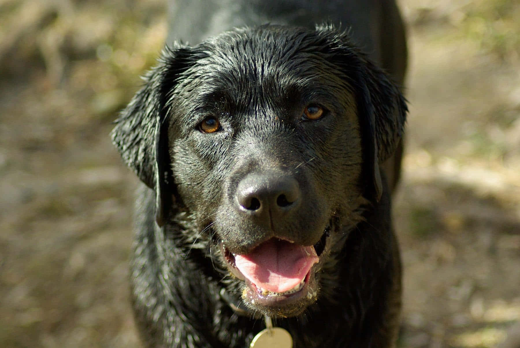 wet dog, black Labrador Retriever, golden eyes, HD Desktop Wallpaper