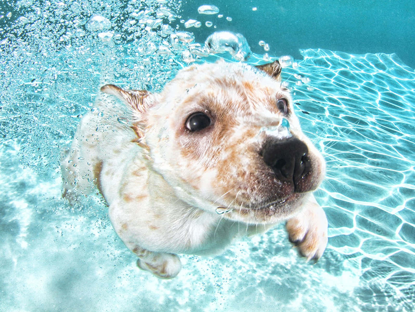 fun loving canine, underwater, clear blue pool, HD Desktop Wallpaper
