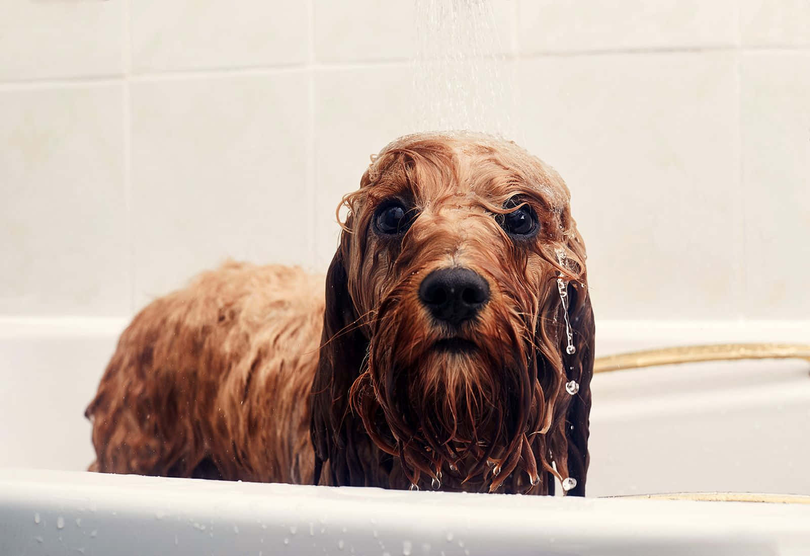 wet brown dog, long floppy ears, white bathtub, HD Desktop Wallpaper