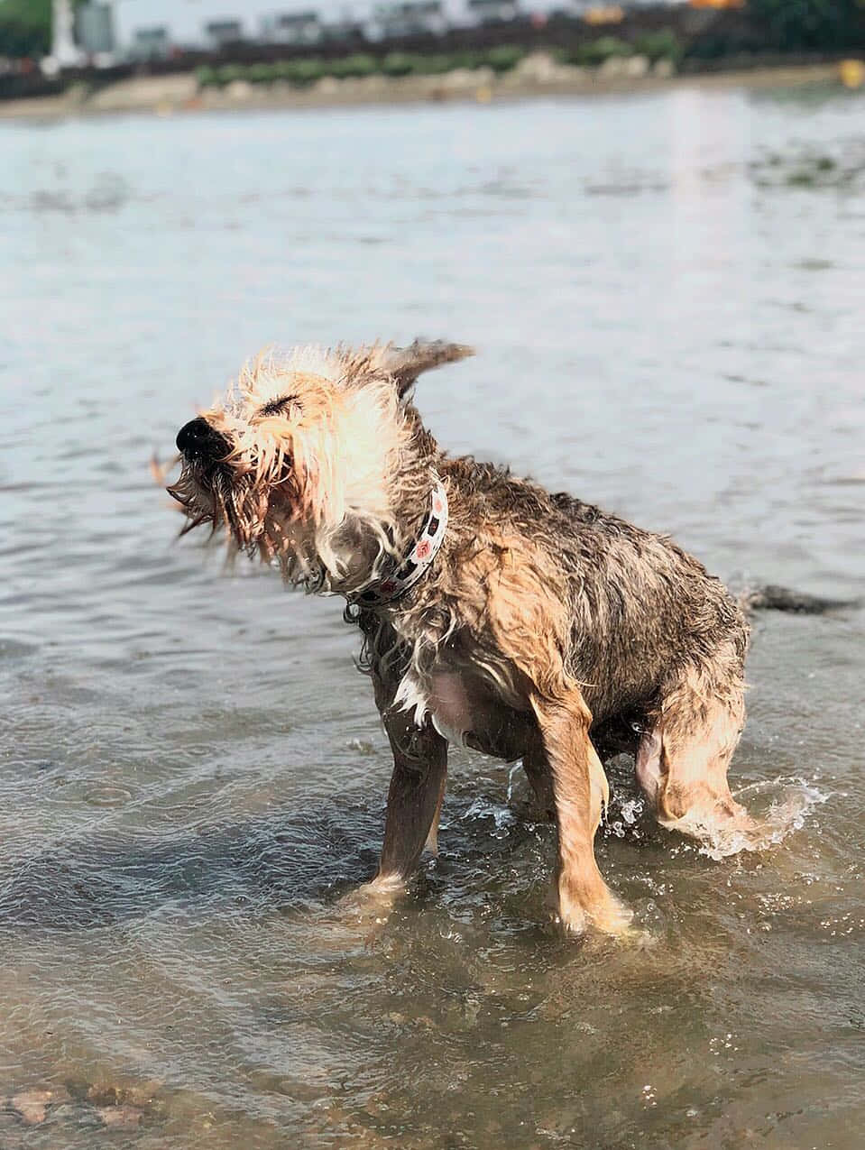 wet dog, shoreline, splash, SD Phone Wallpaper