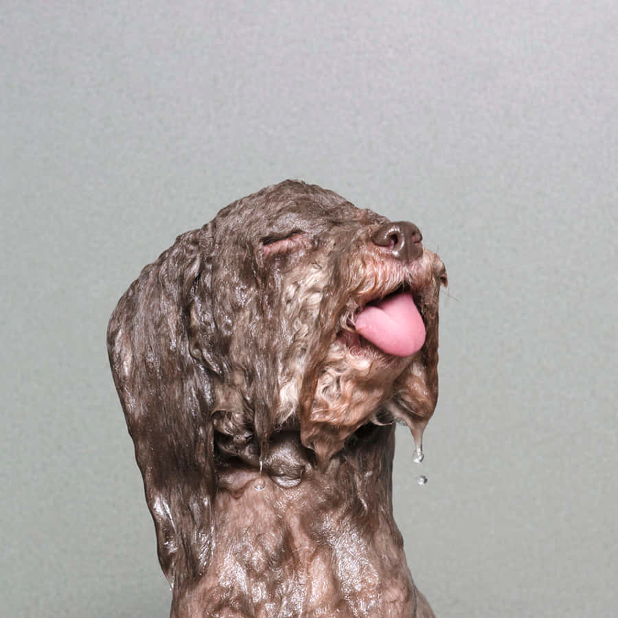 wet brown dog, eyes closed, tongue out, SD Desktop Wallpaper