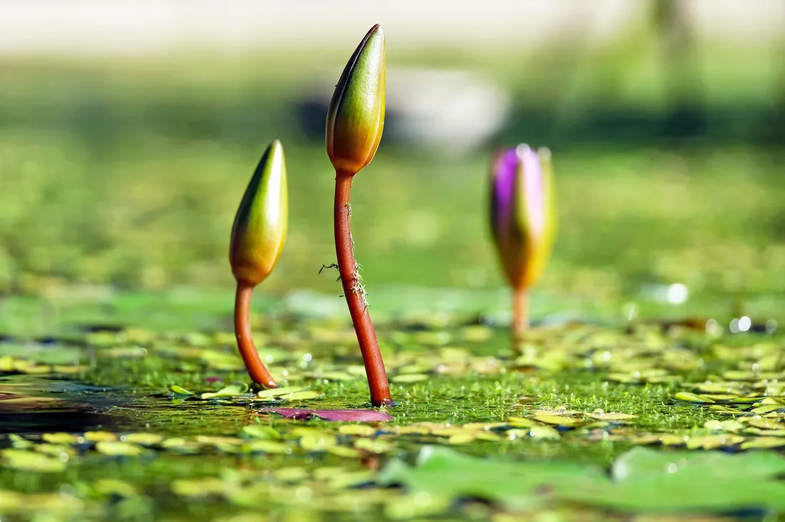 Wetland Plants