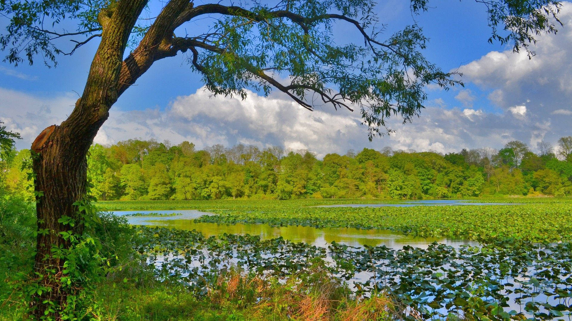 lake, forest, vibrant green pond, Full HD Desktop Wallpaper