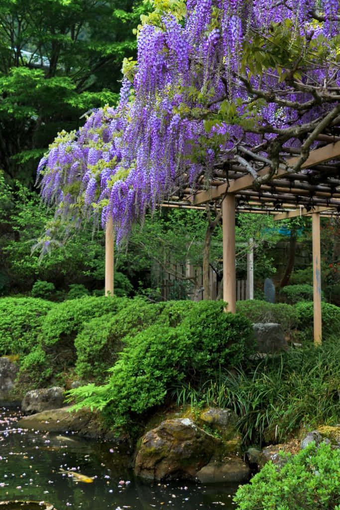 wisteria pergola, pond, wooden arbor, SD Phone Wallpaper