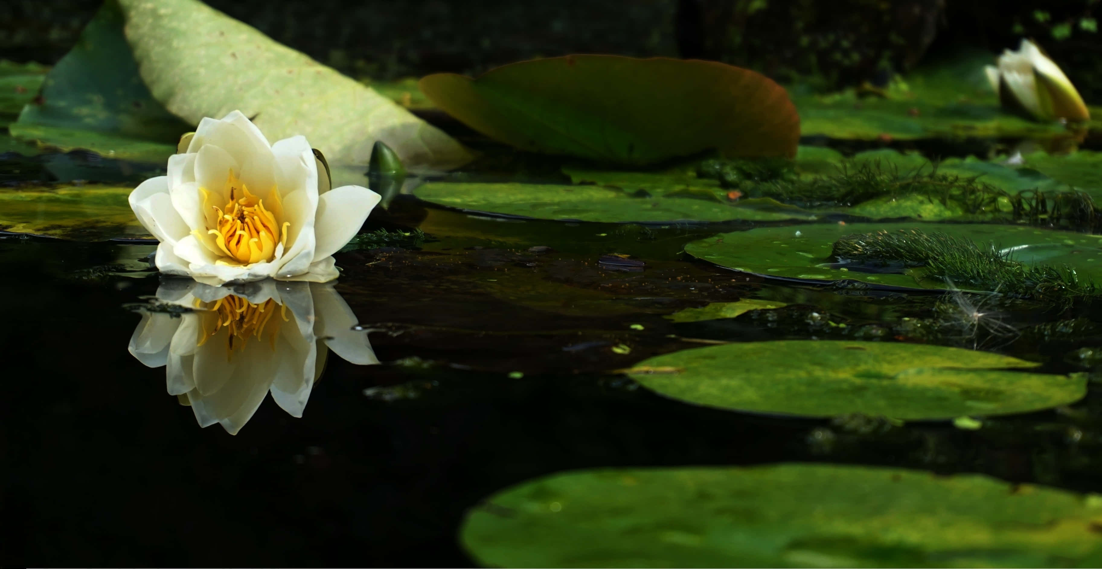 beautiful lily, pond, pristine white water lily, 2K Desktop Wallpaper