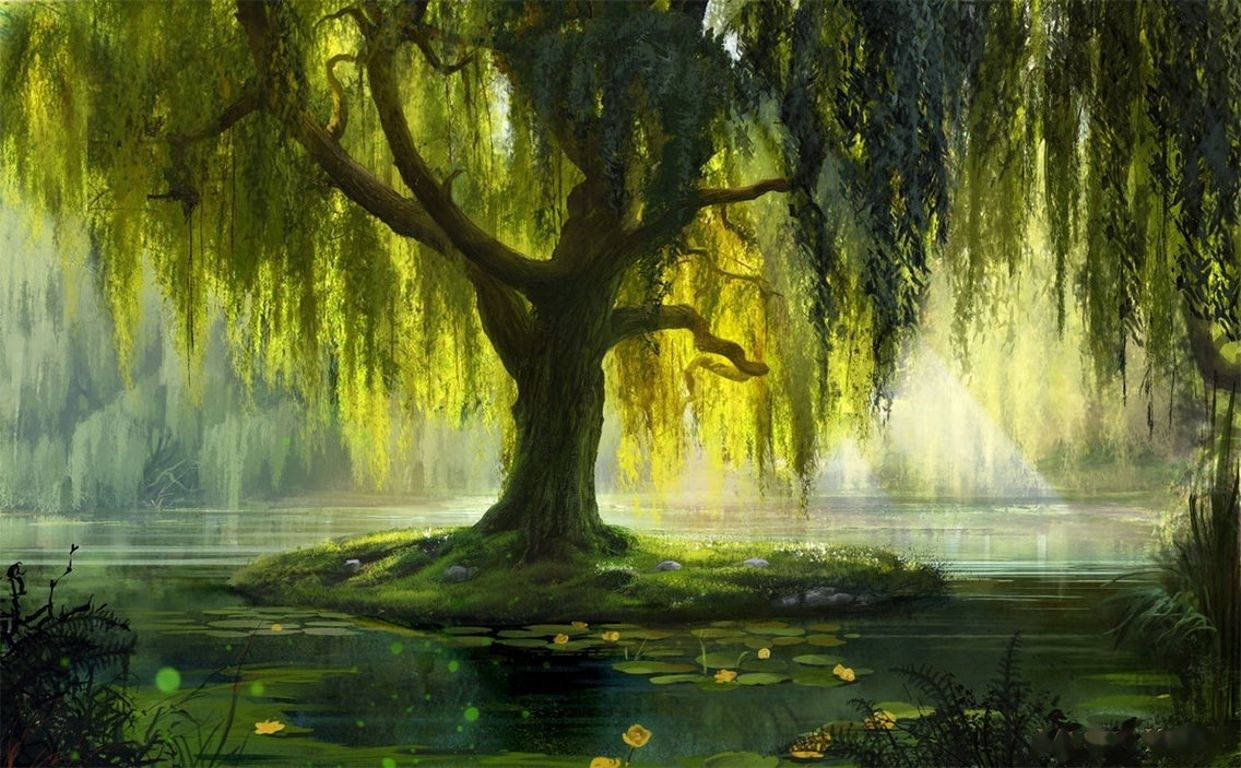pond willow tree, majestic willow tree, cascading green branches, SD Desktop Wallpaper