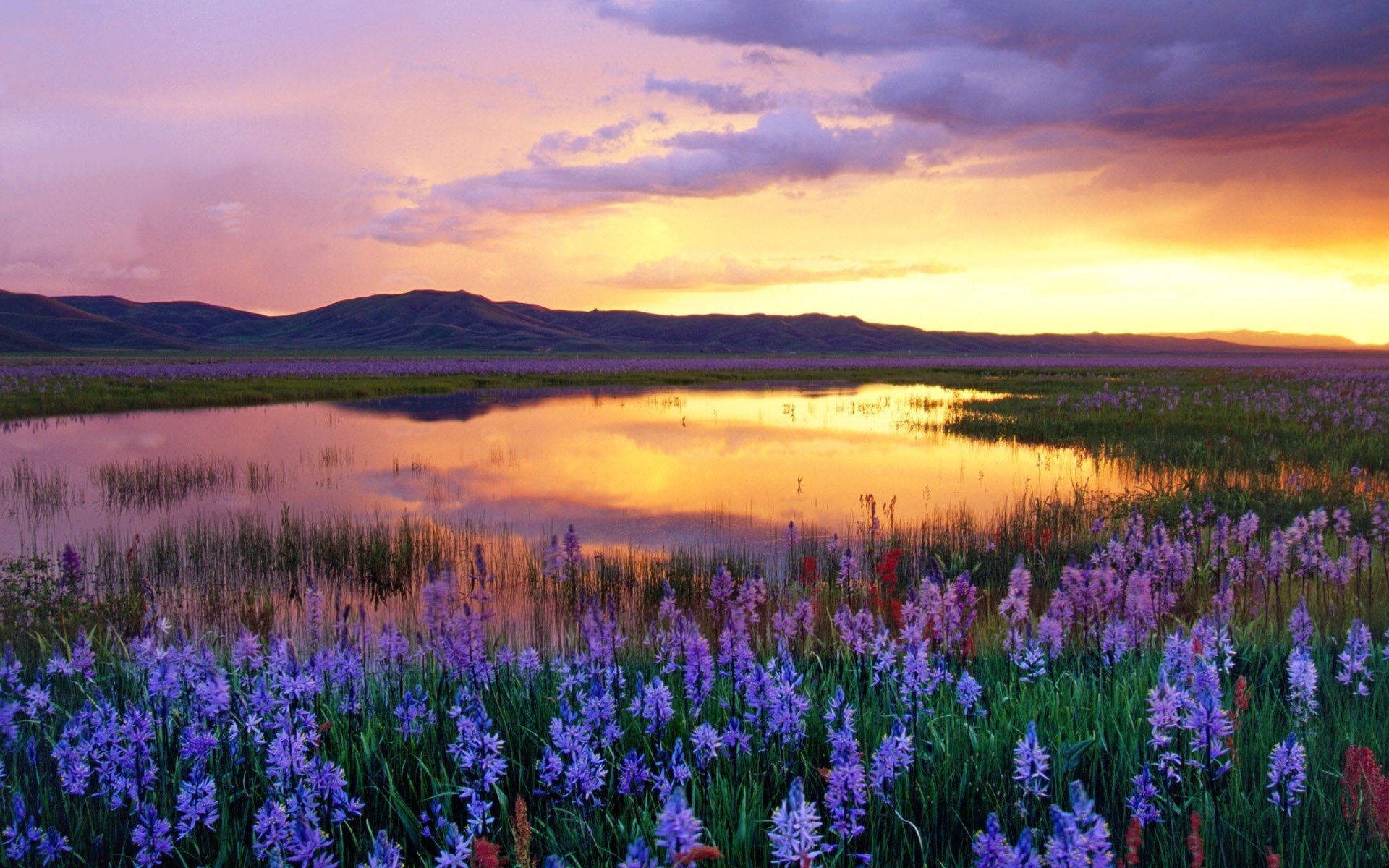 lavender flower, calm lake, fiery sunset, Full HD Desktop Wallpaper