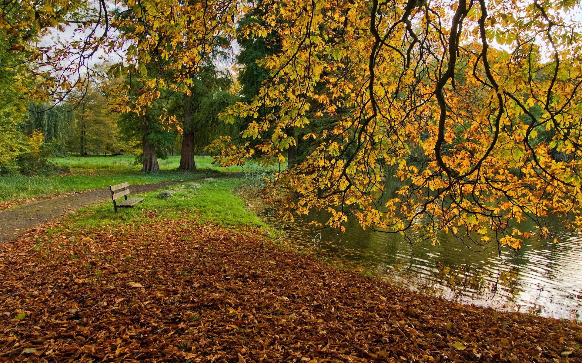 wooden bench, leaf-strewn path, golden autumn trees, Full HD Desktop Wallpaper