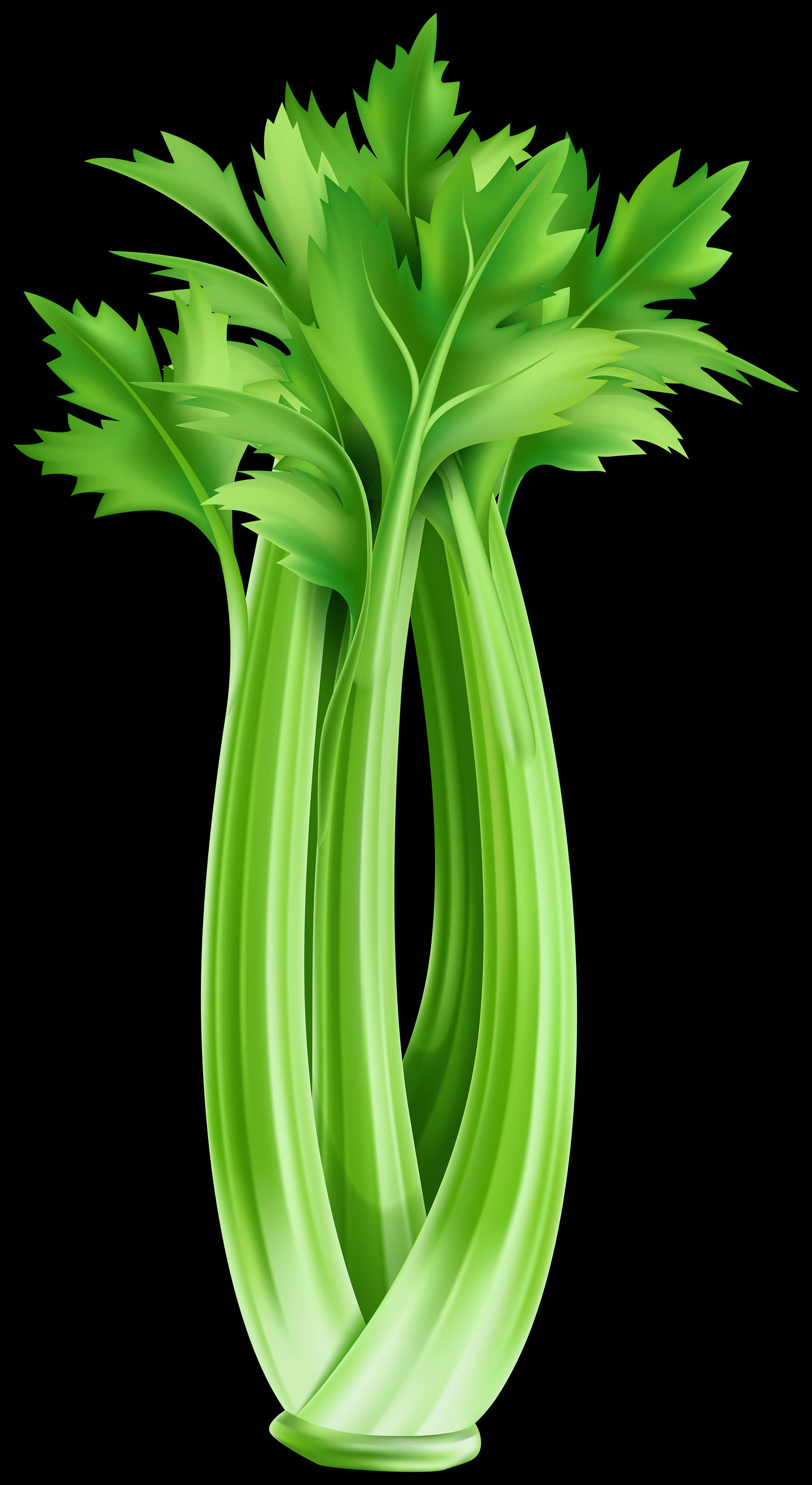 marshland plant, celery stalk, feathery leaves, 2K Phone Wallpaper