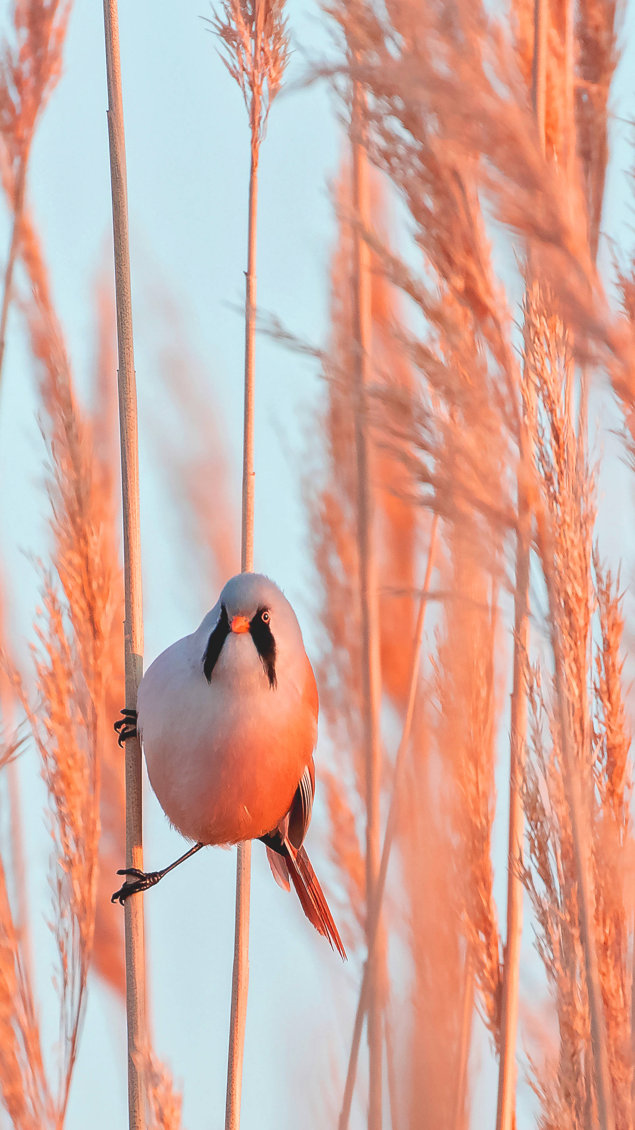 Bearded Reedling, golden reeds, black mask, 4K Phone Wallpaper