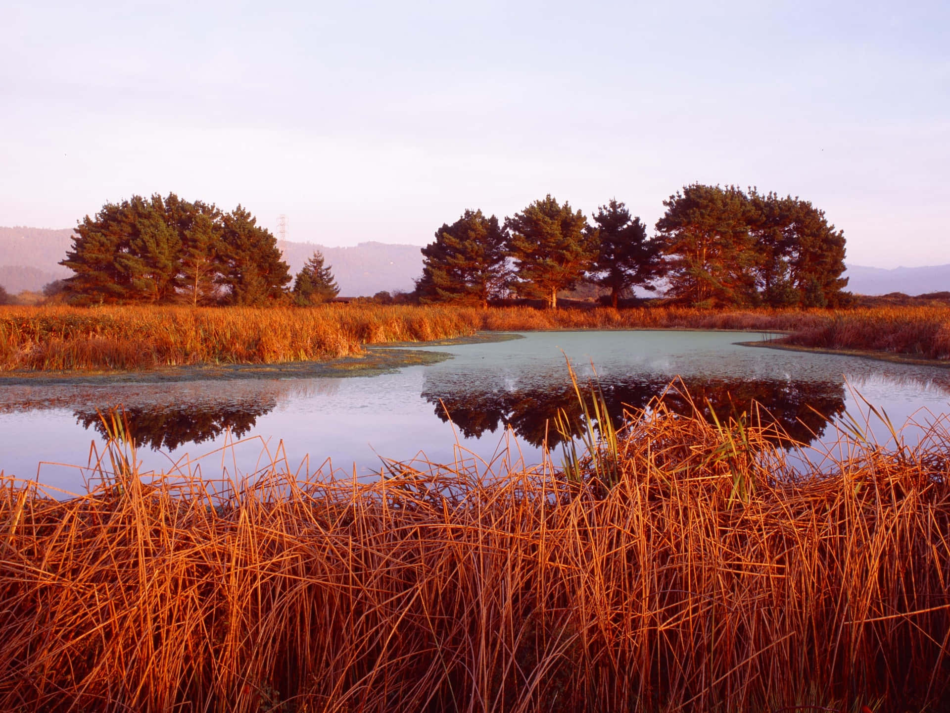 golden reeds, calm pond, trees, Full HD Desktop Wallpaper