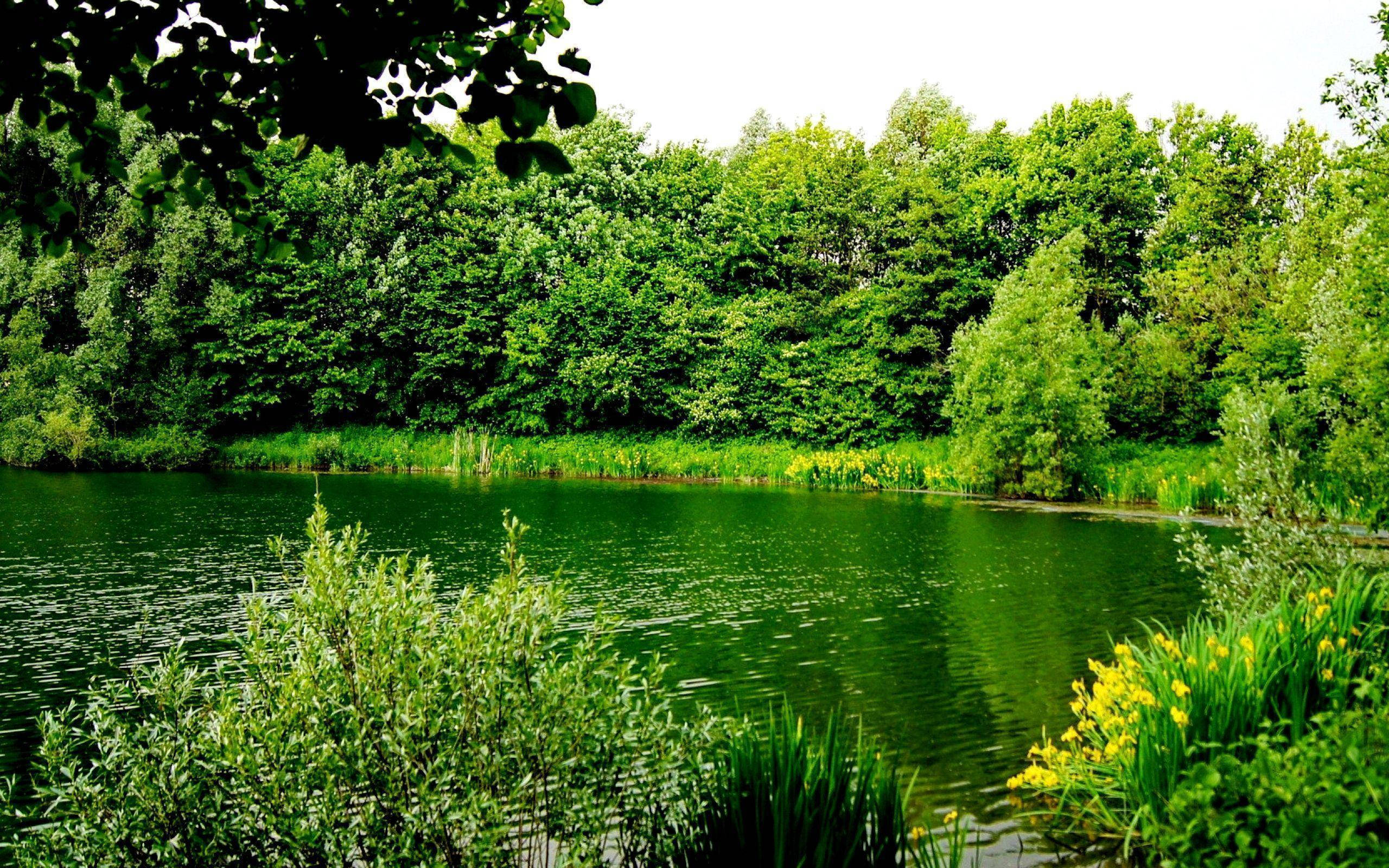 greenery, lake, lush green trees, 2K Desktop Wallpaper