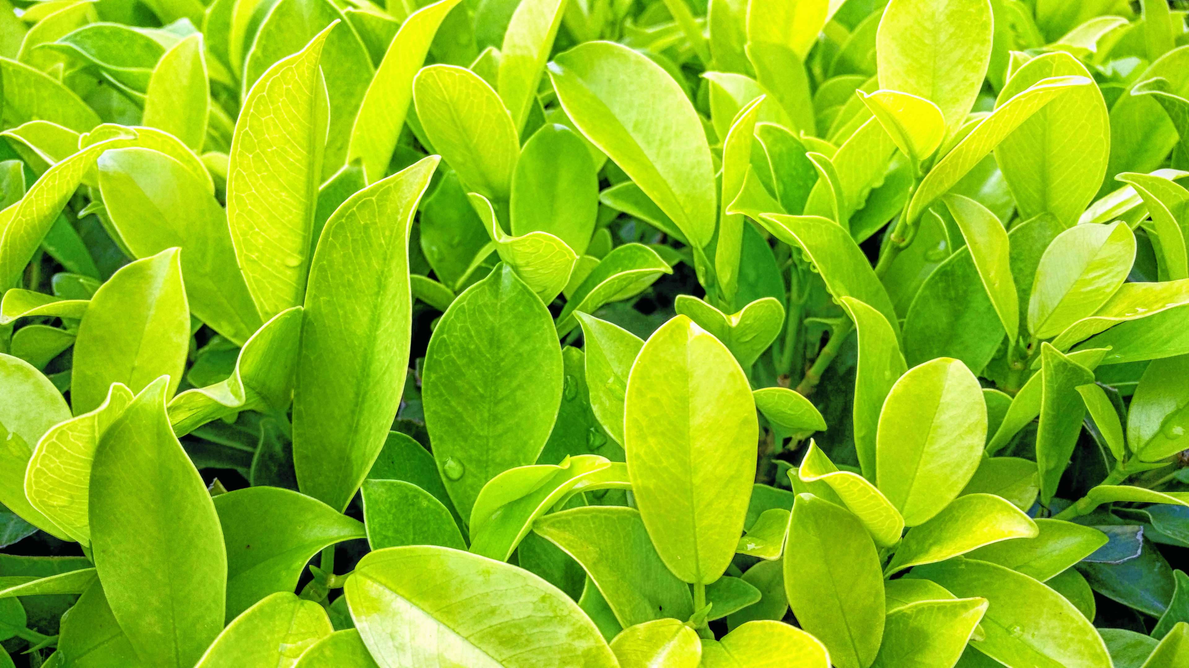 Outdoor Leafy Greens, lush green leaves, dewdrops, 4K Desktop Wallpaper