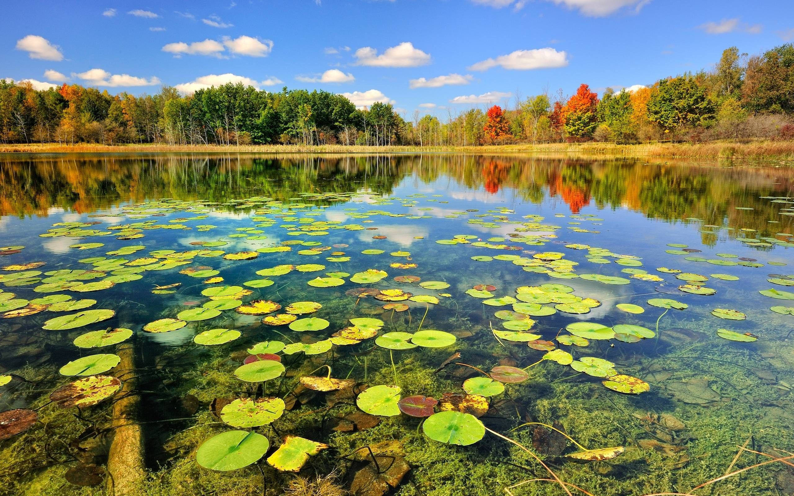 fishing lake, lilies, autumn lake, 2K Desktop Wallpaper