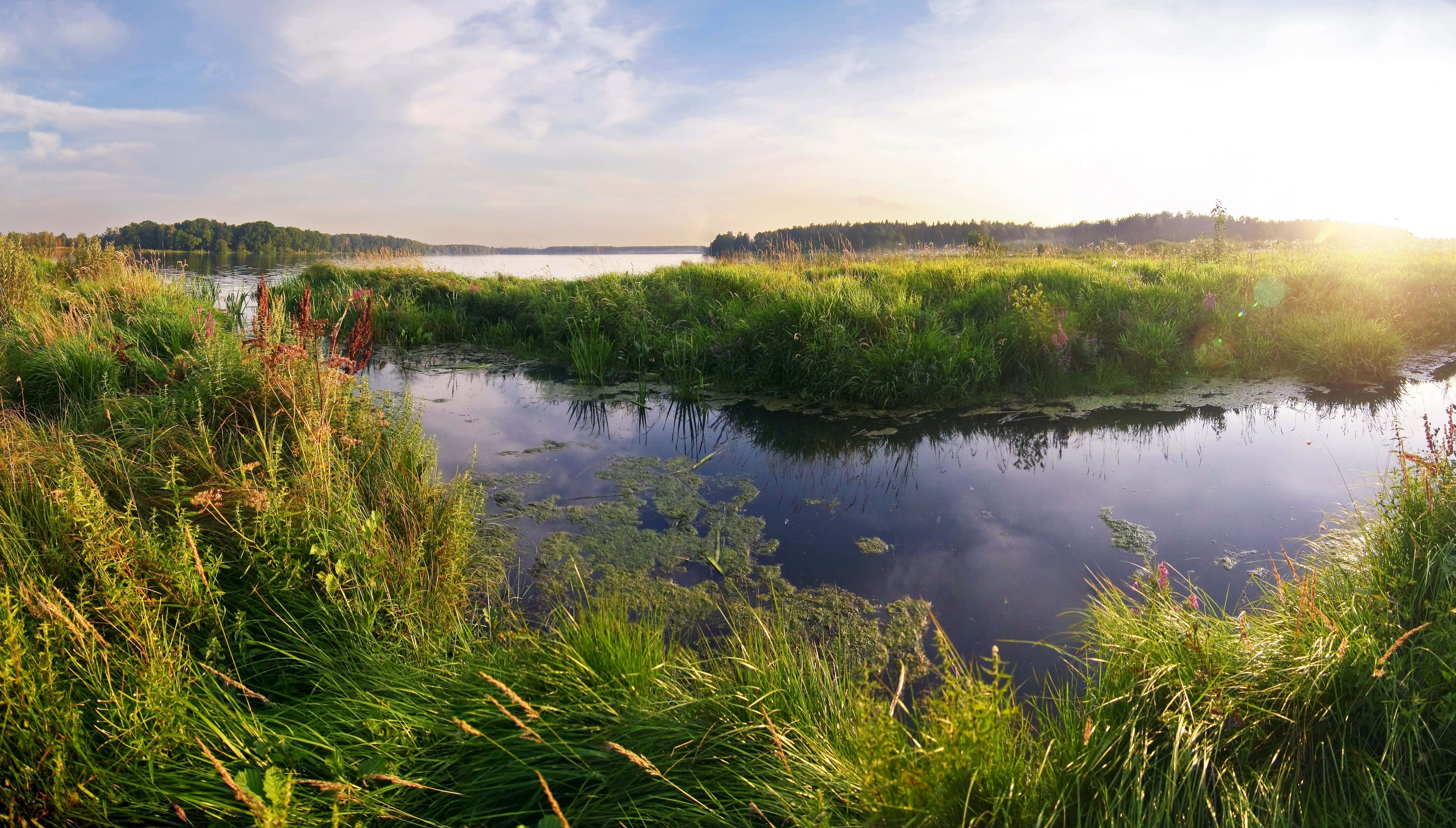 tranquil marsh, tall grasses, calm water, 5K Desktop Wallpaper
