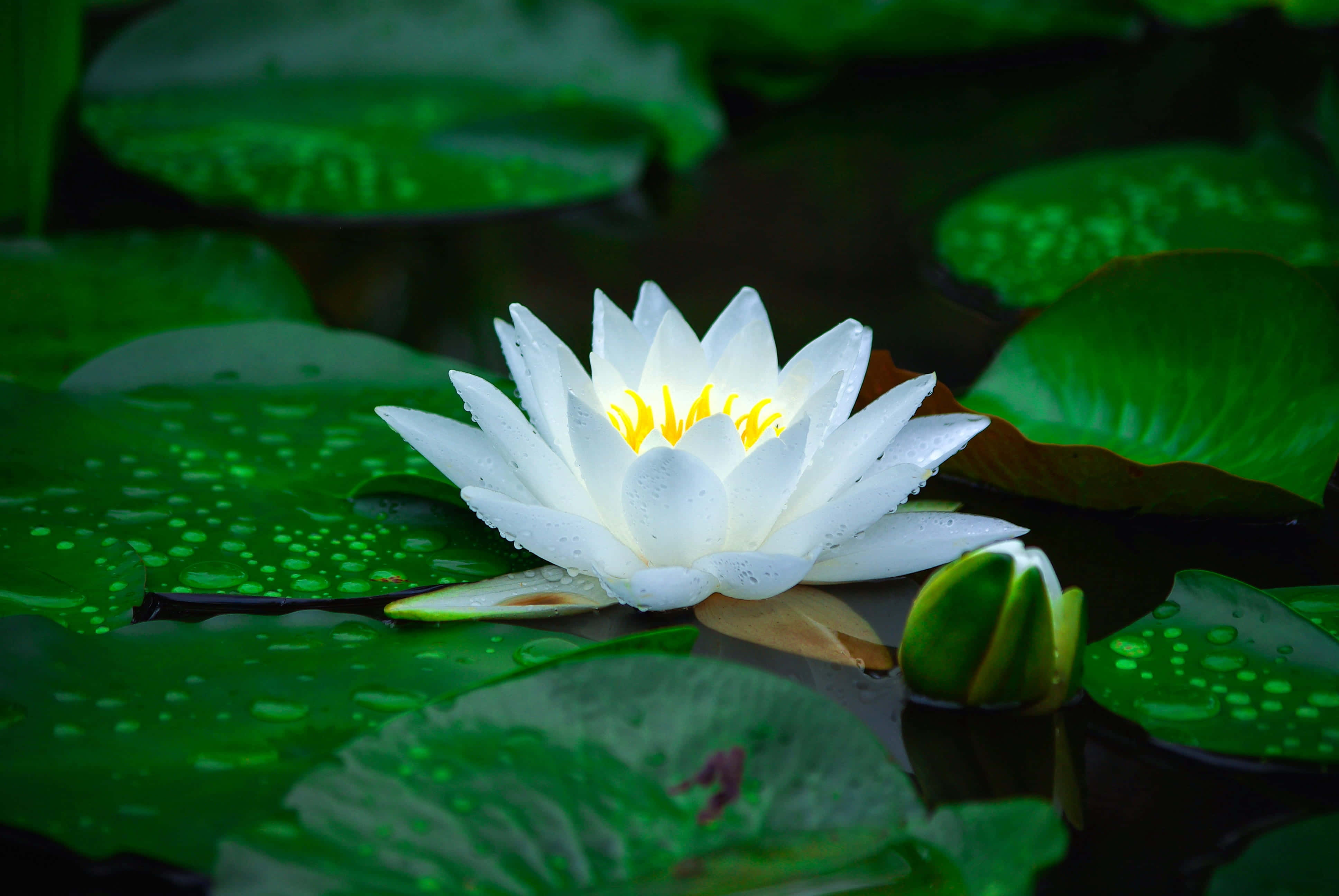 white water lily, yellow center, lush green lily pads, 4K Desktop Wallpaper