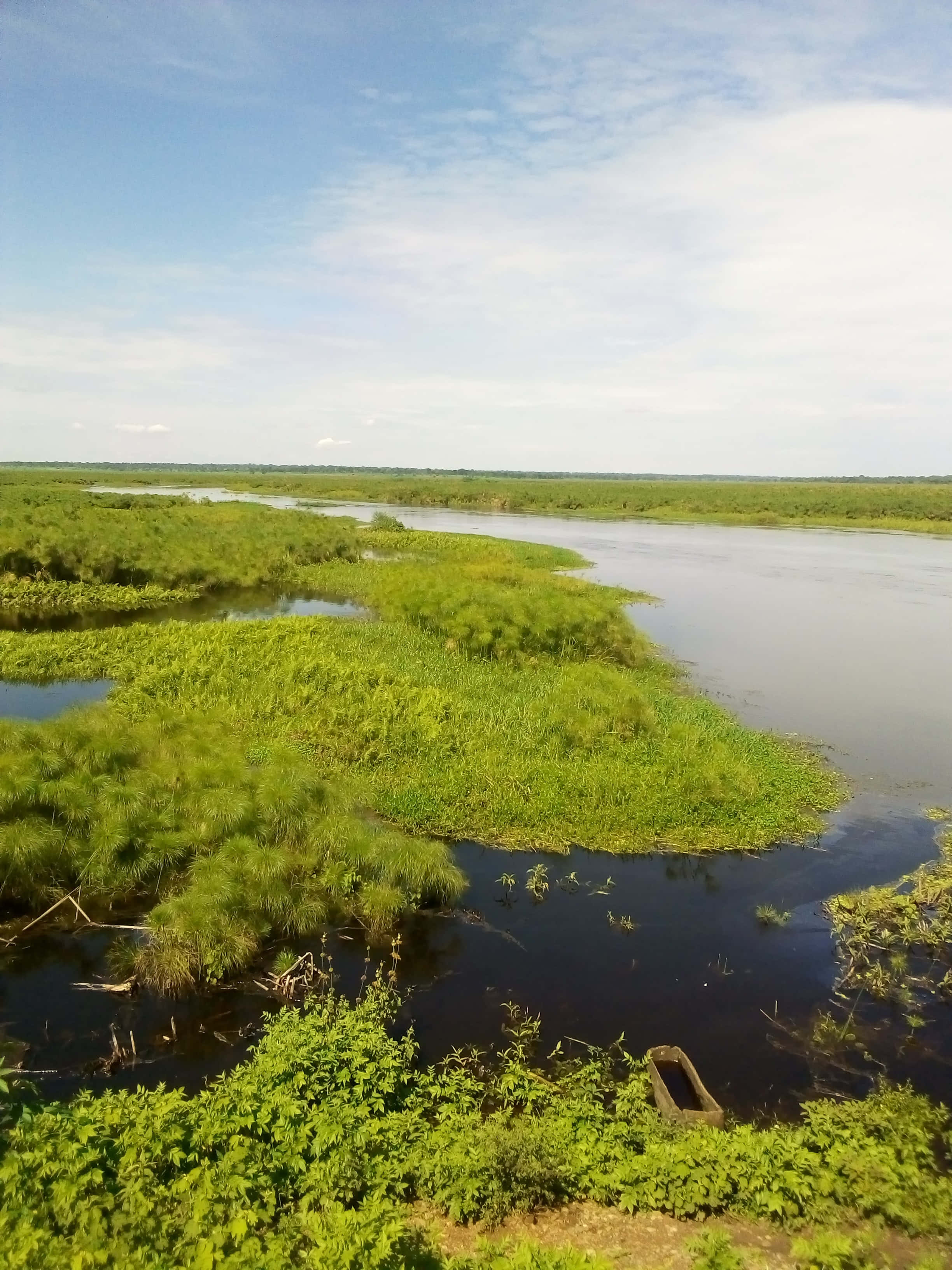 lush peatland, assortment of wetland plants, winding river, 2K Phone Wallpaper
