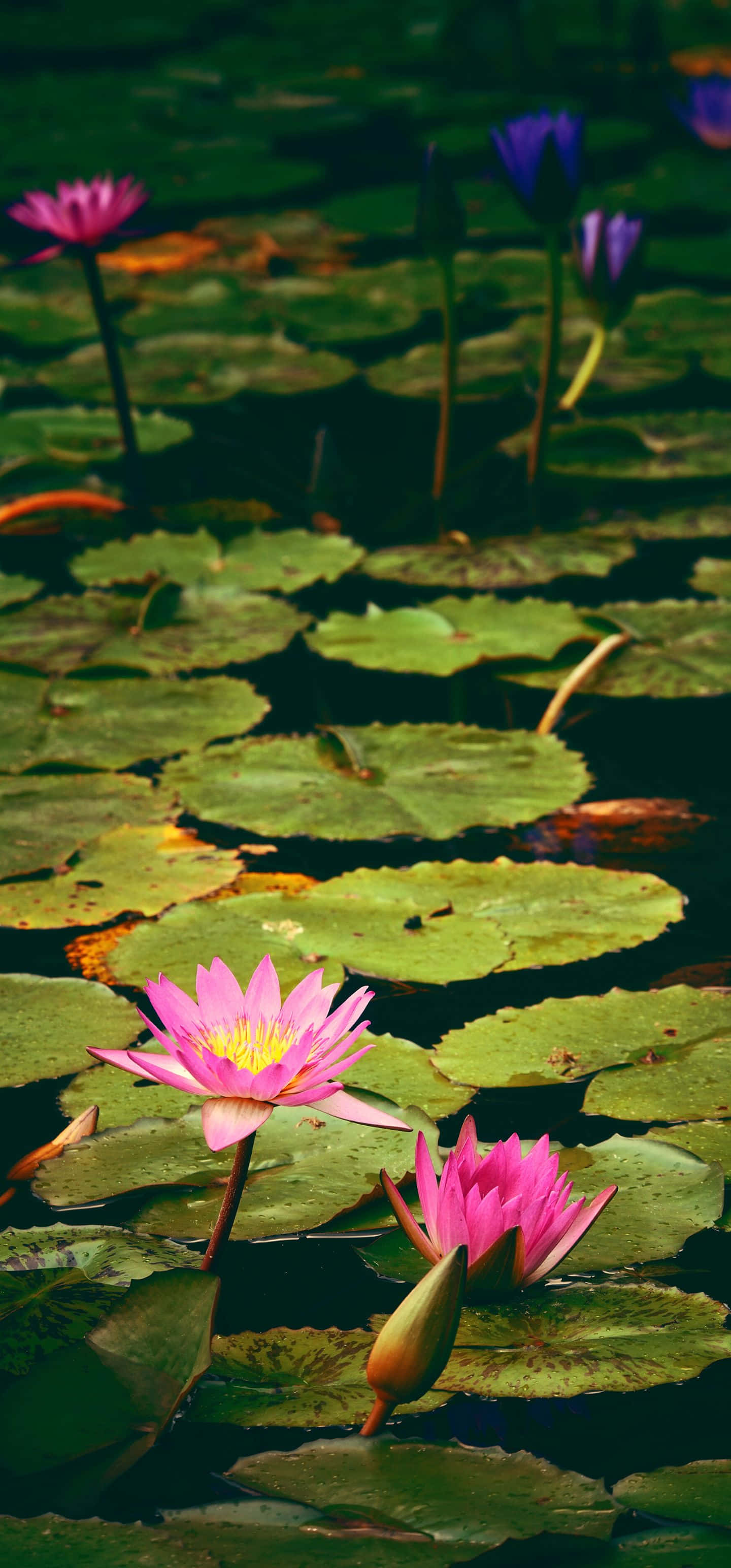 pond, water lilies, pink, 2K Phone Wallpaper