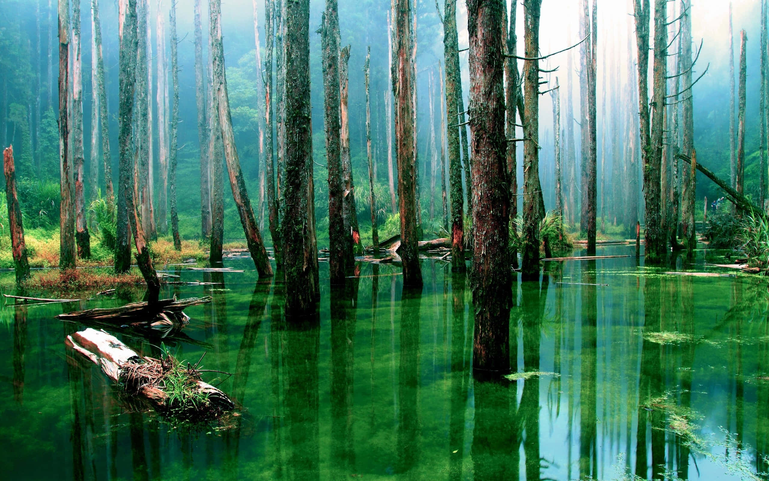 wetland plants, emerald water, misty forest light, 2K Desktop Wallpaper
