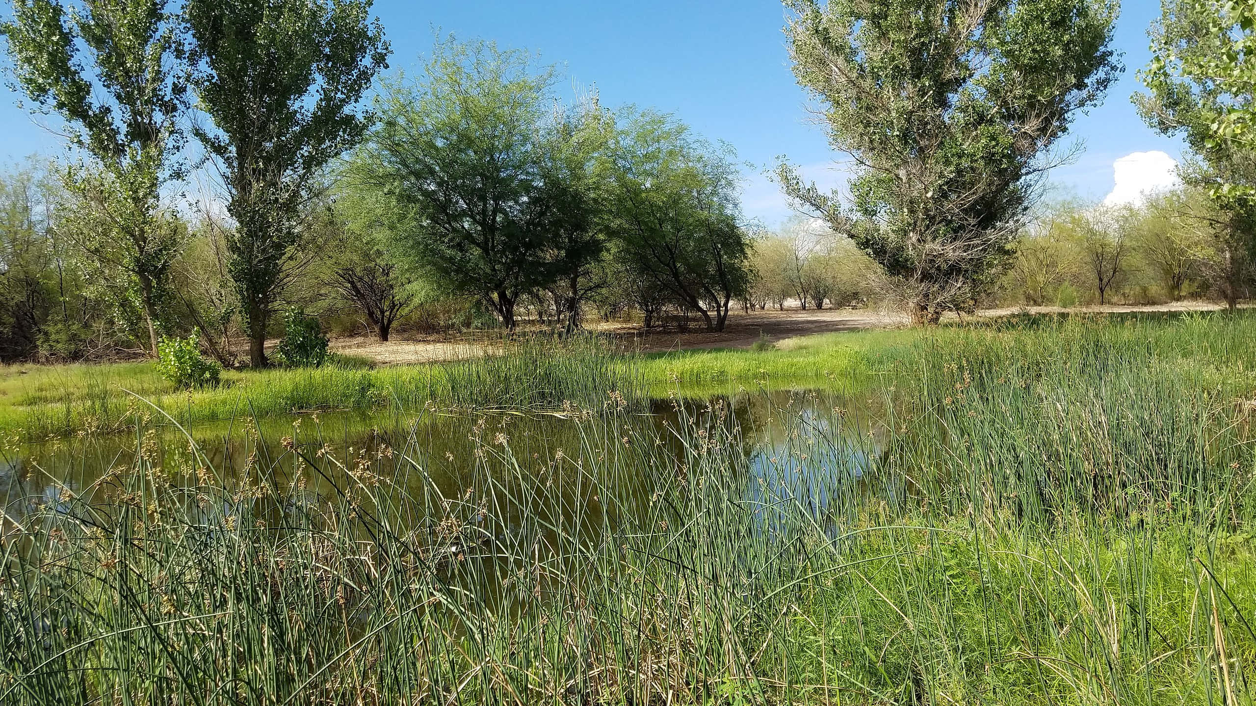 lush wetlands ecosystem, serene pond, tall green reeds, 2K Desktop Wallpaper